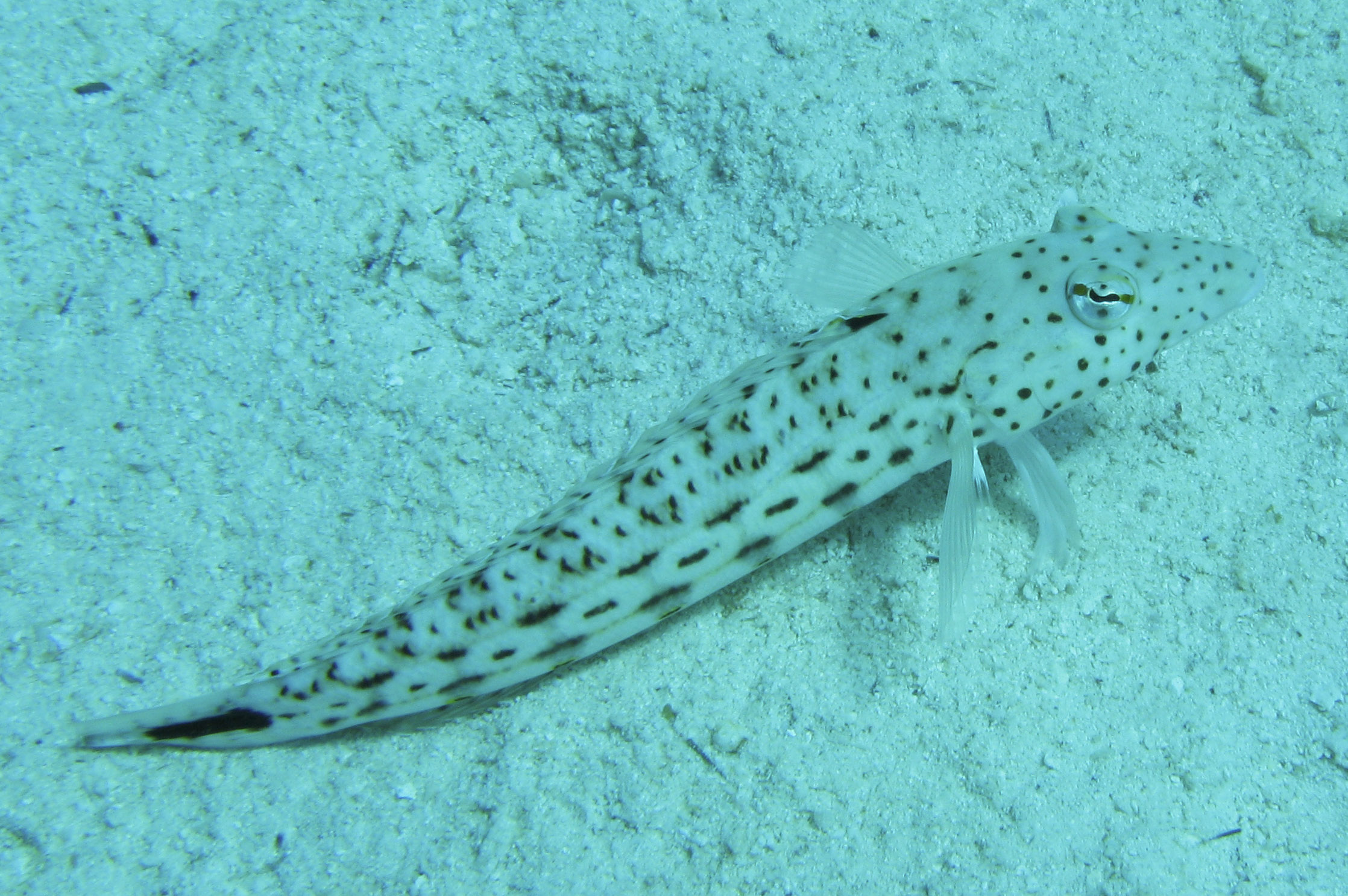 Speckled sandperch Speckled sandperch