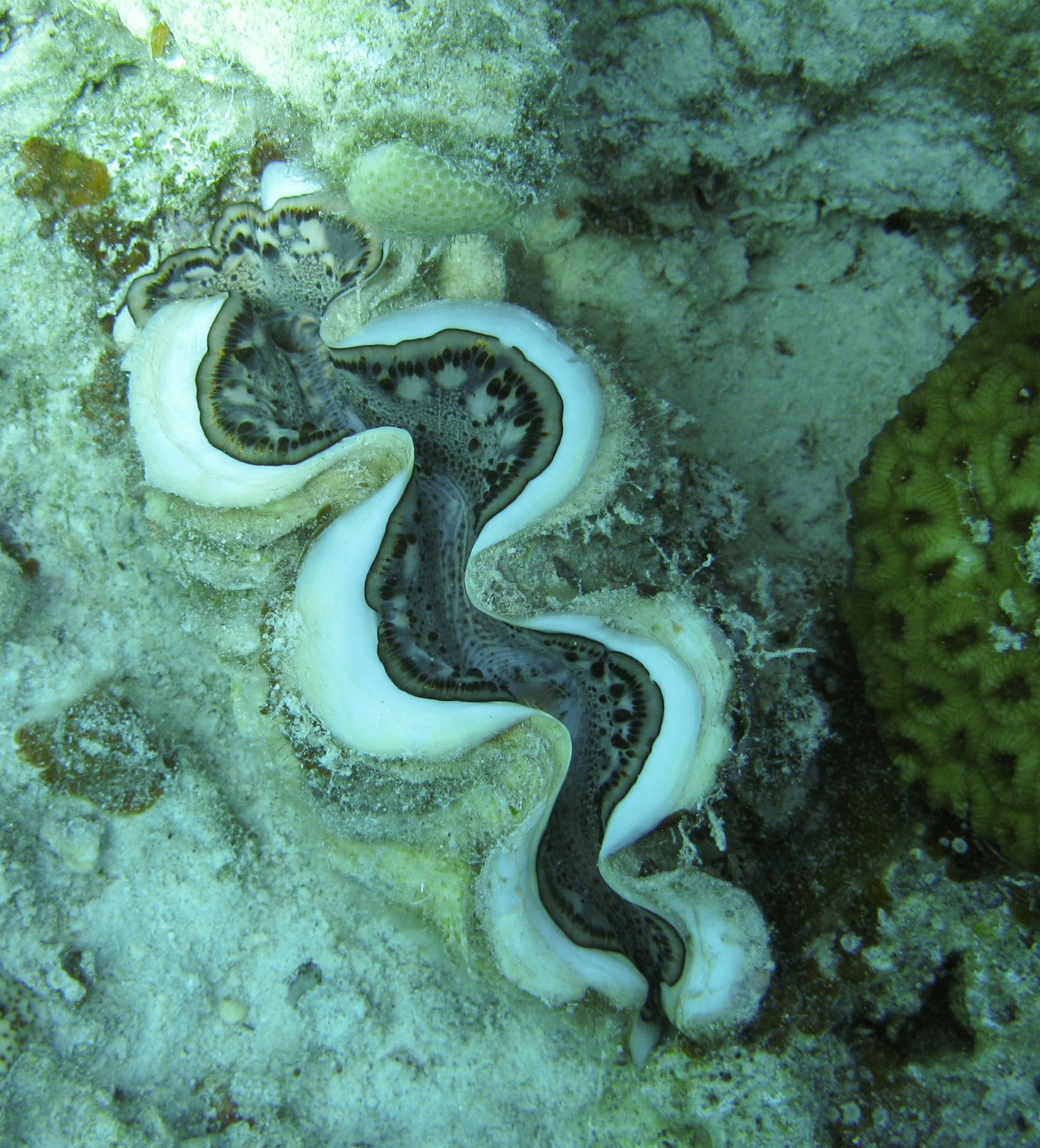 Giant clam Giant clam