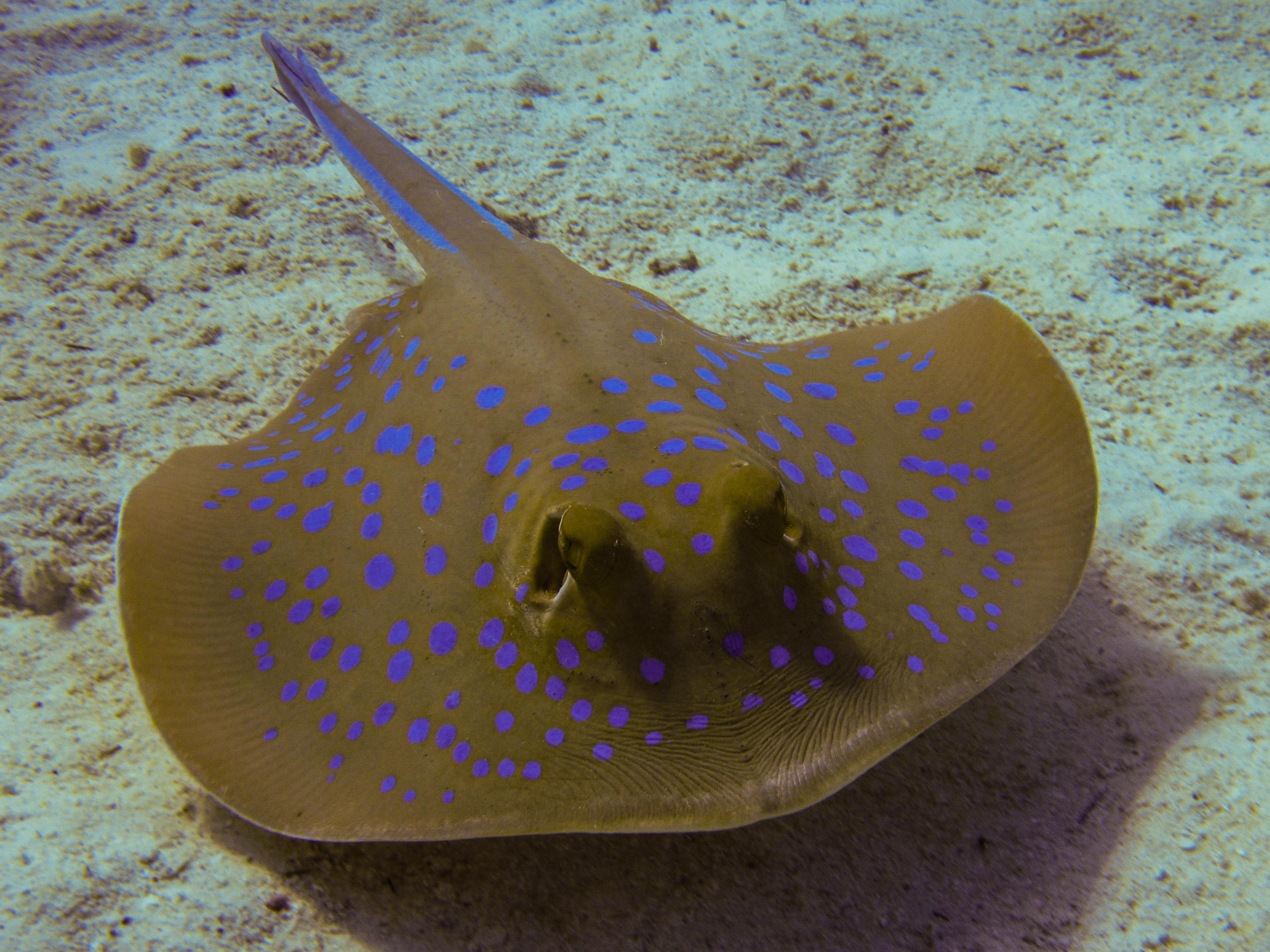 Blue spotted ray Blue spotted ray