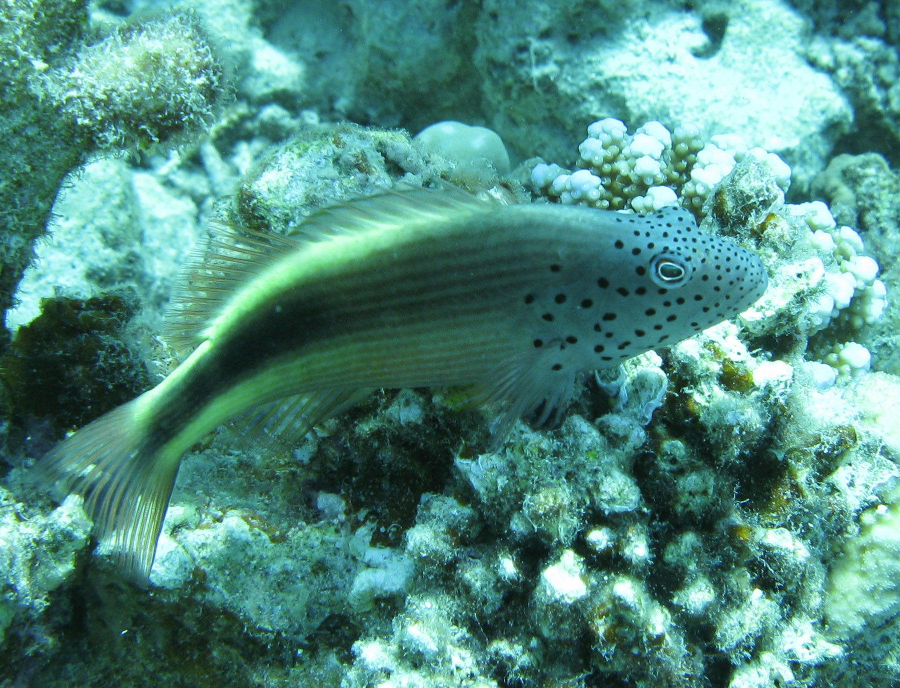 Freckled hawkfish Freckled hawkfish