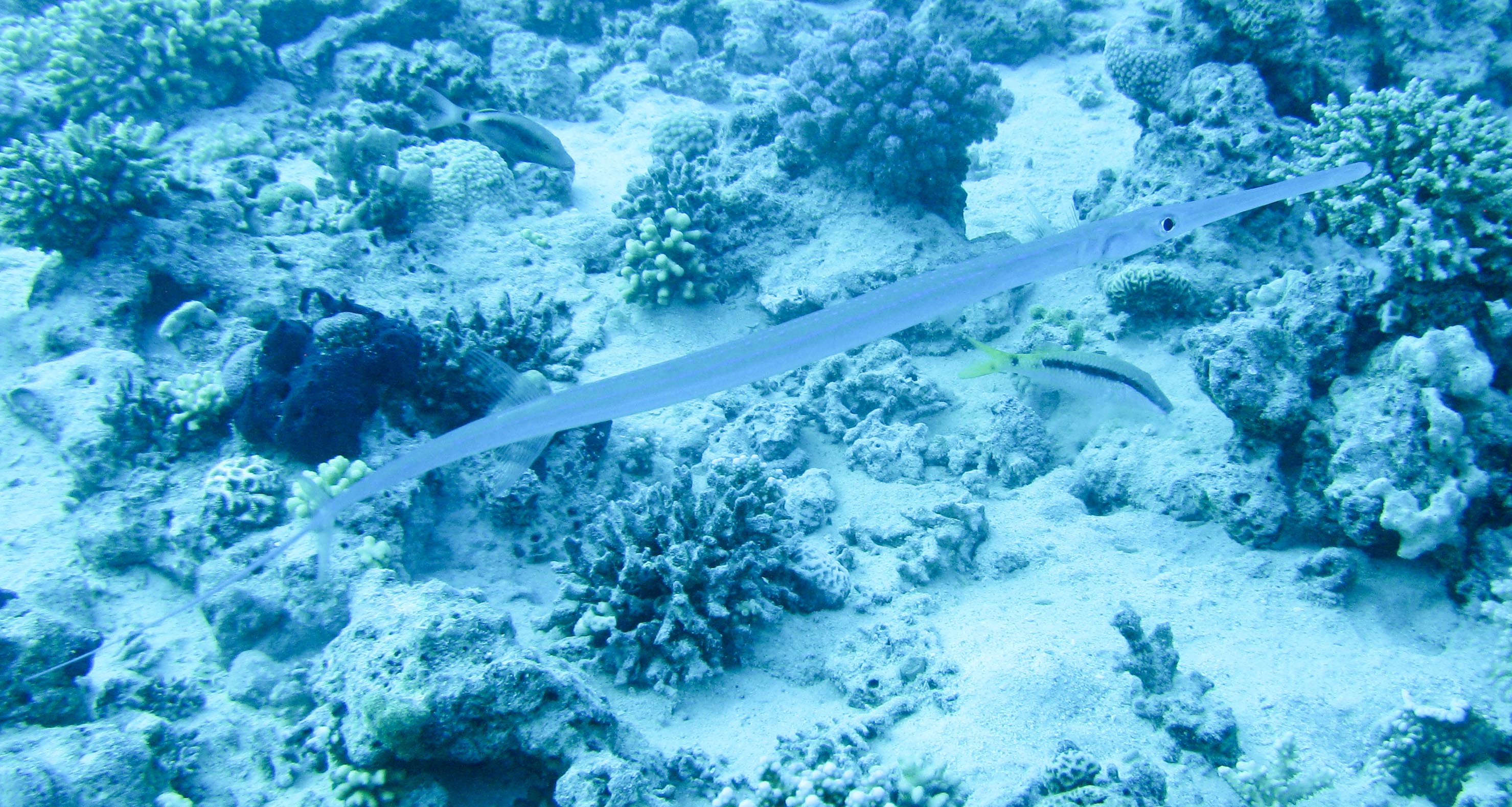 Smooth cornetfish (fistularia commersonii) Smooth cornetfish (fistularia commersonii)