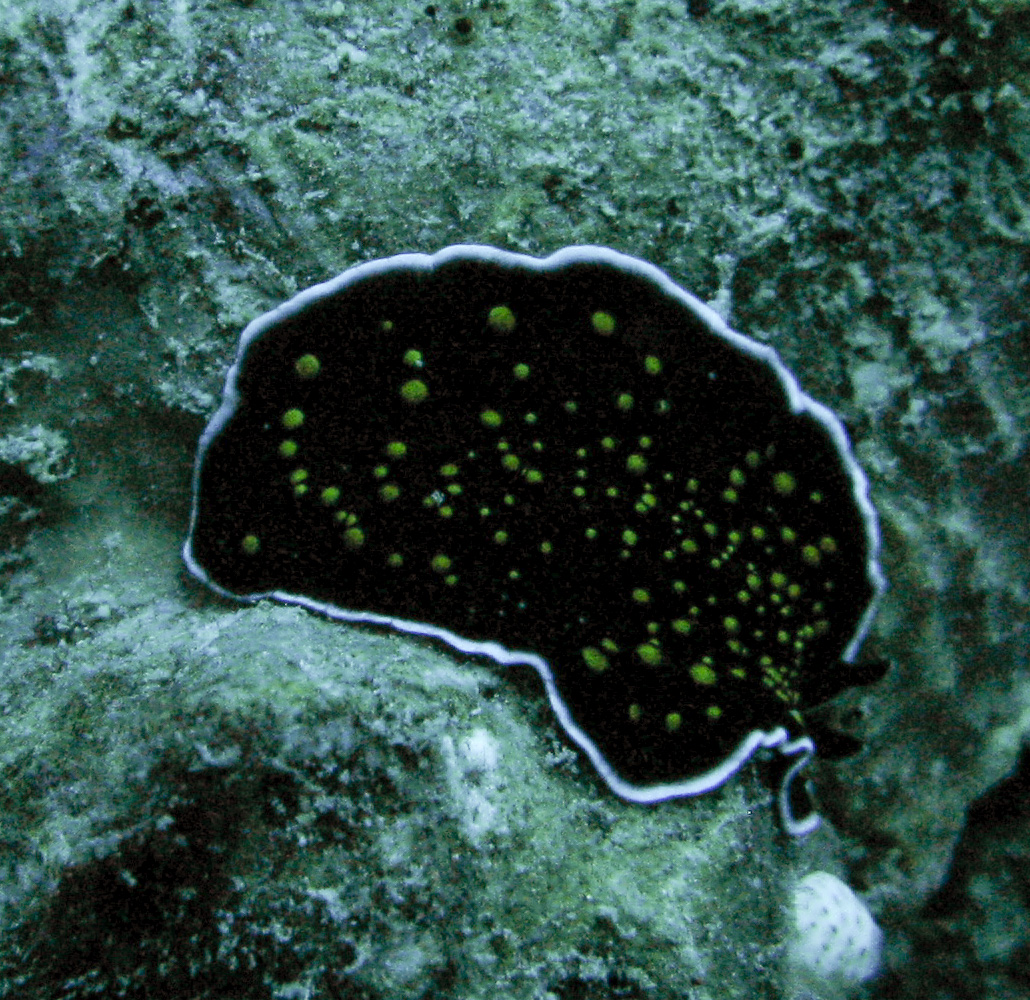 Gold-dotted flatworm
