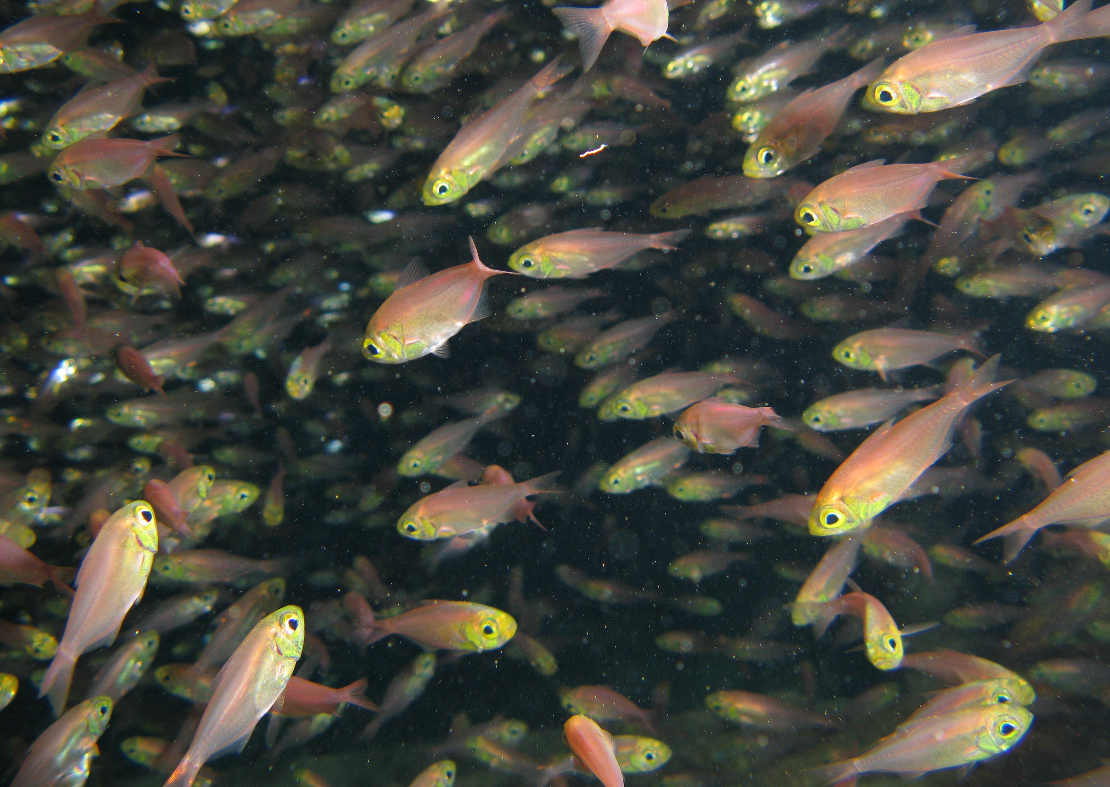 Glass fish (Golden sweepers)