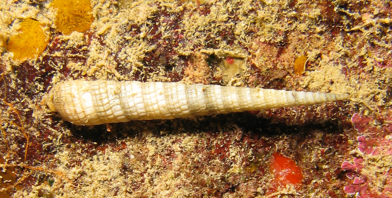 Auger shell (Screw turritella)