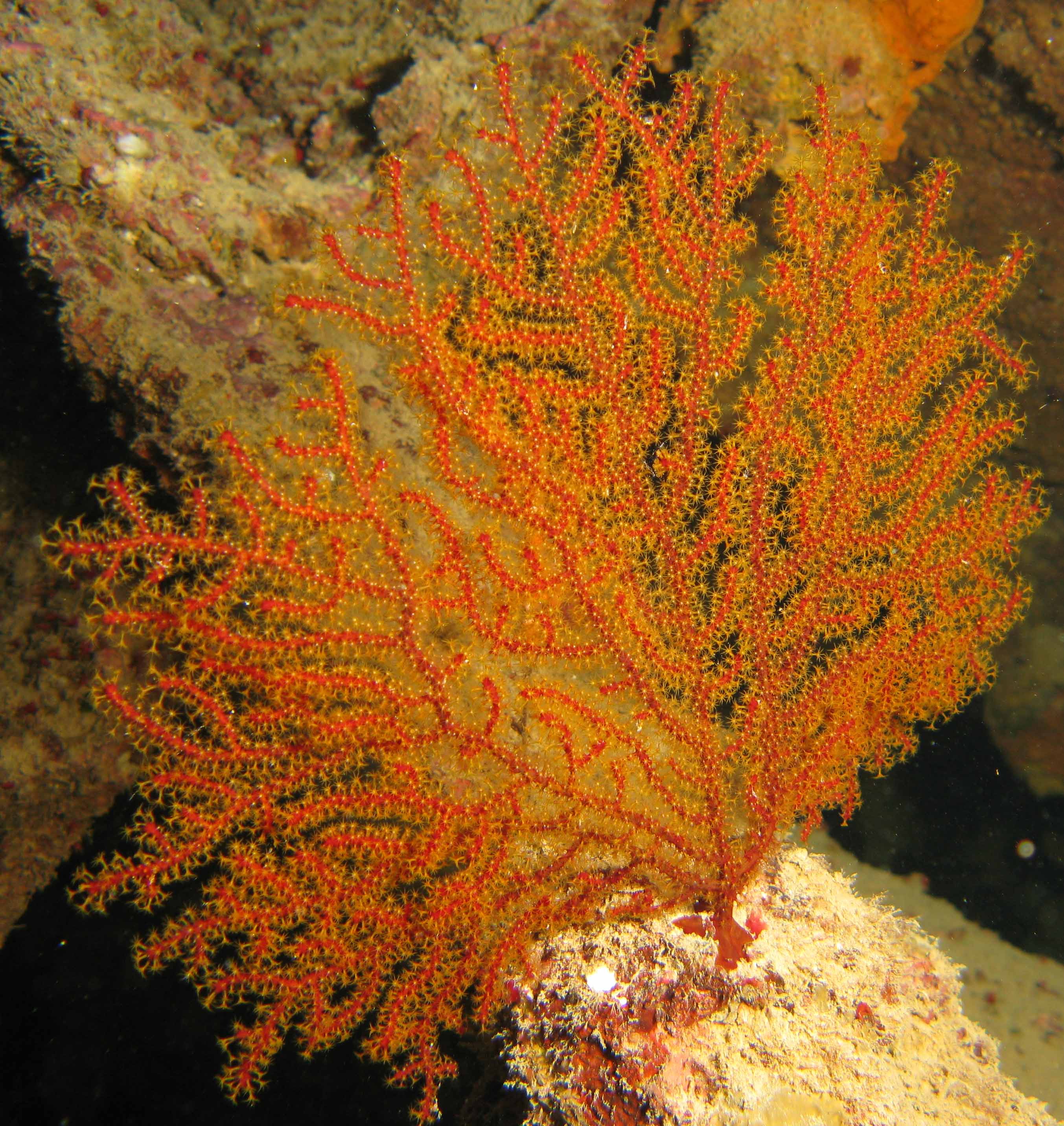 Noded horny coral (Acabaria biserialis)