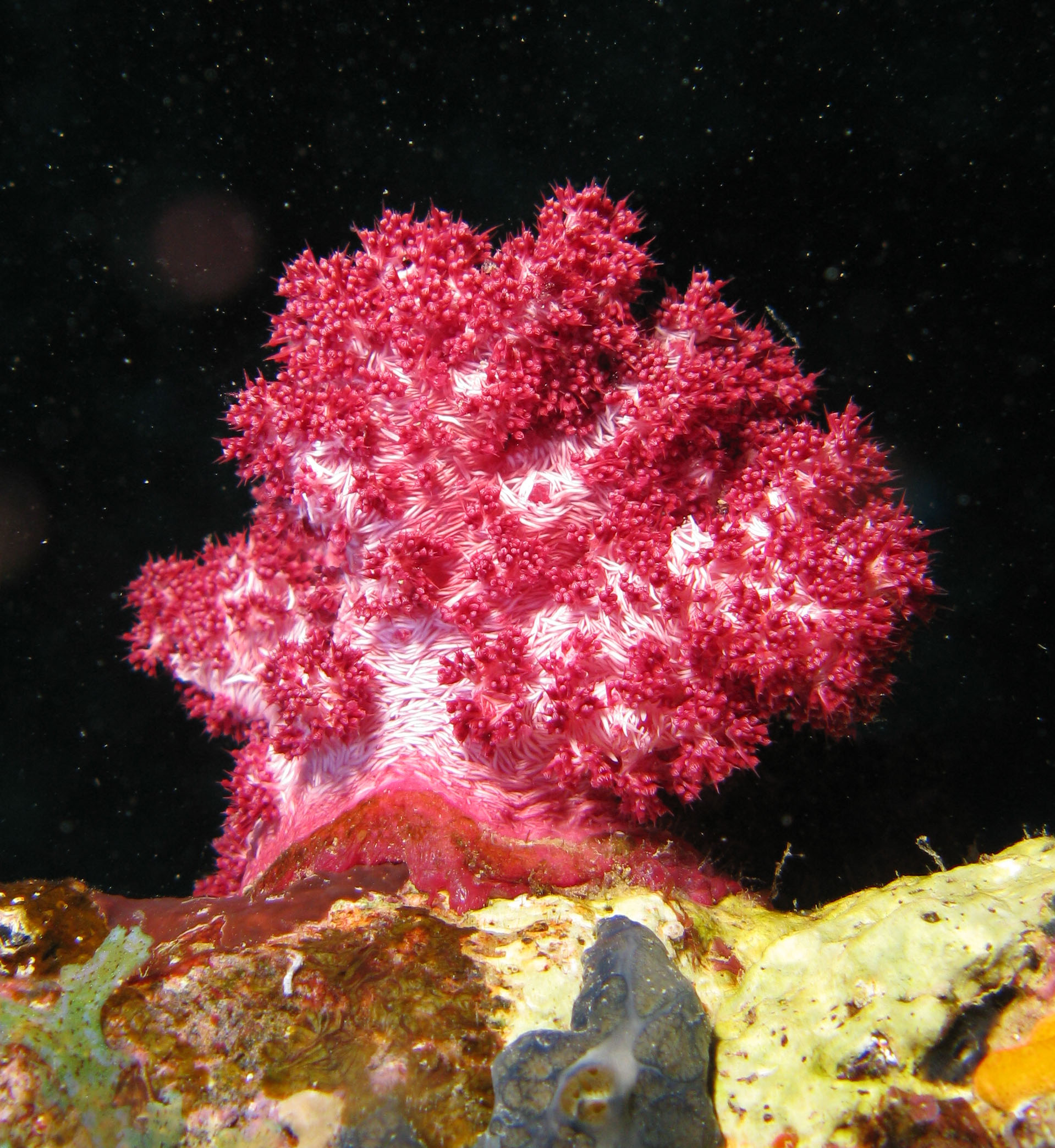 Dendronephthya
