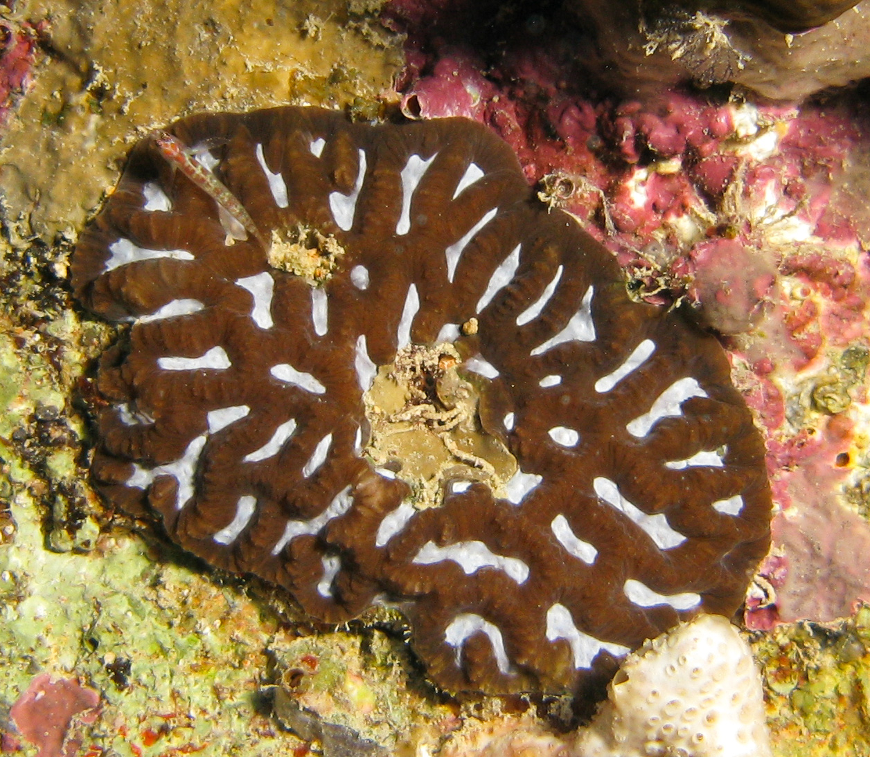 Solitary Disk Coral?