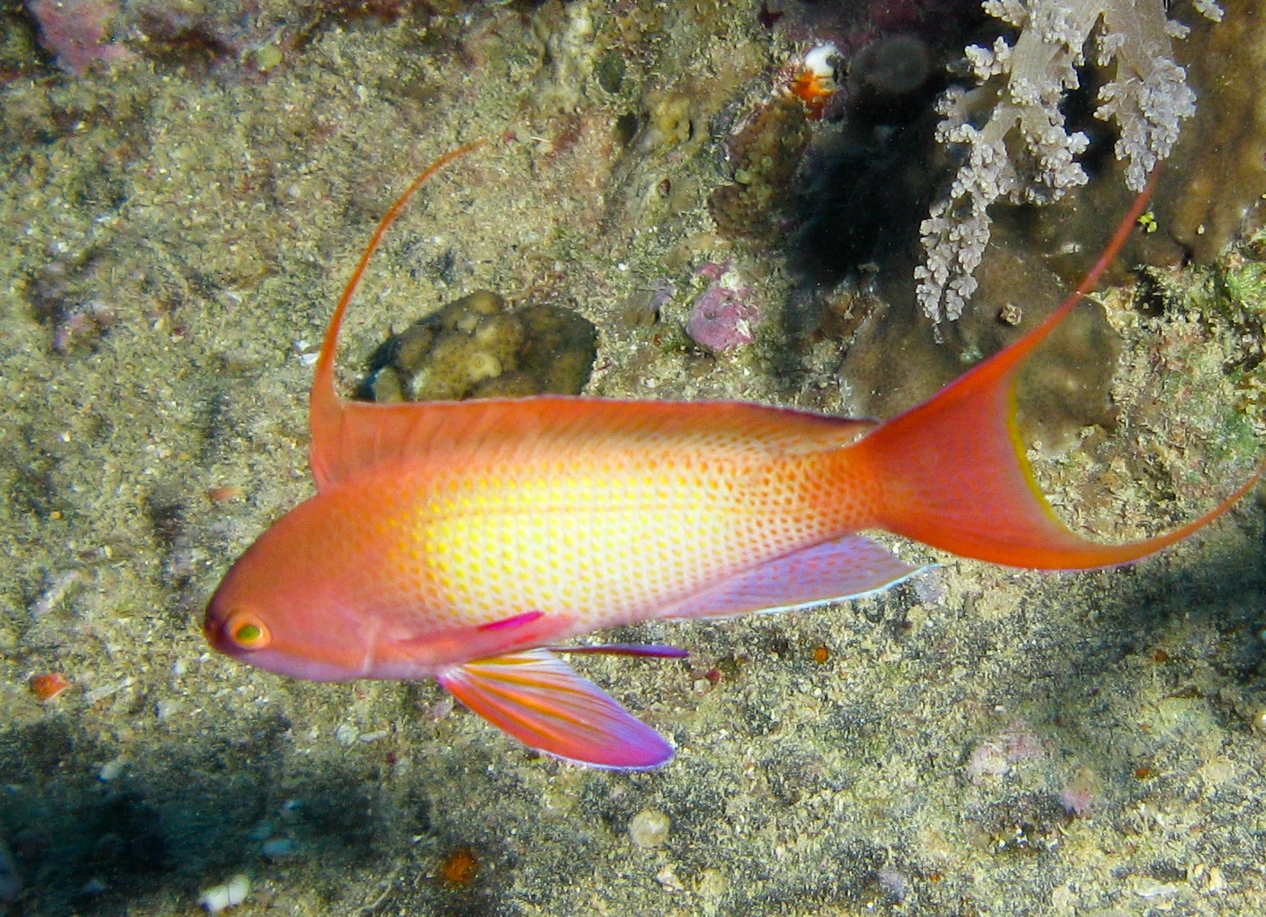 Lyretail anthias