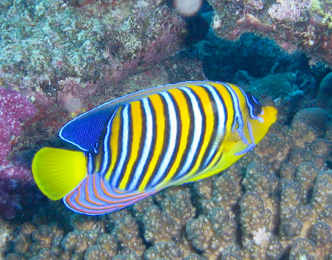 Regal angelfish
