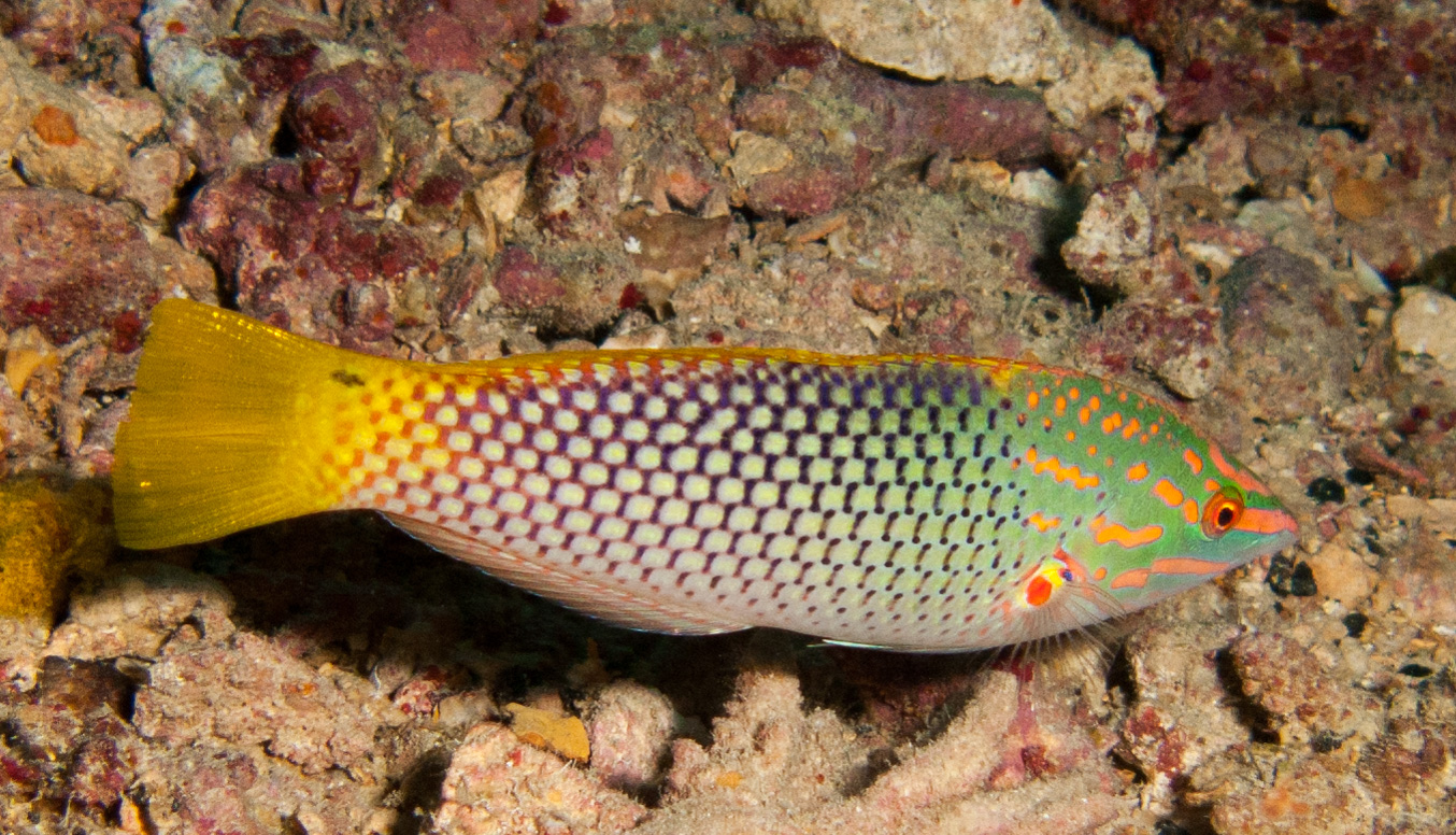 Checkerboard wrasse
