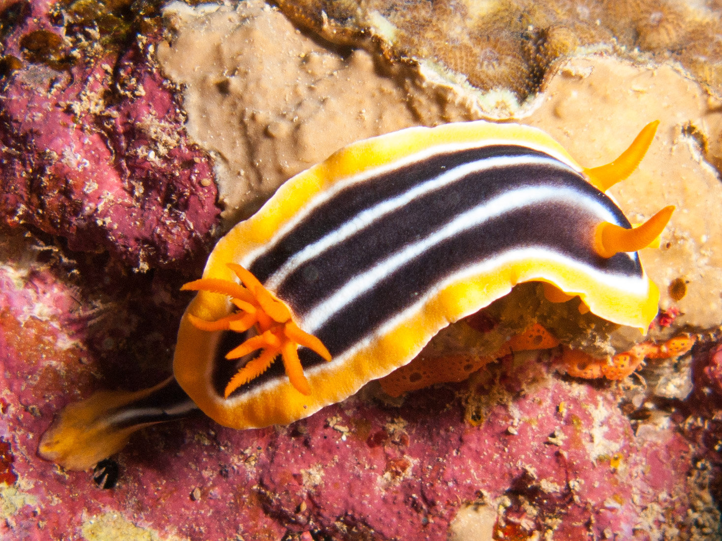 Pyjama chromodorid