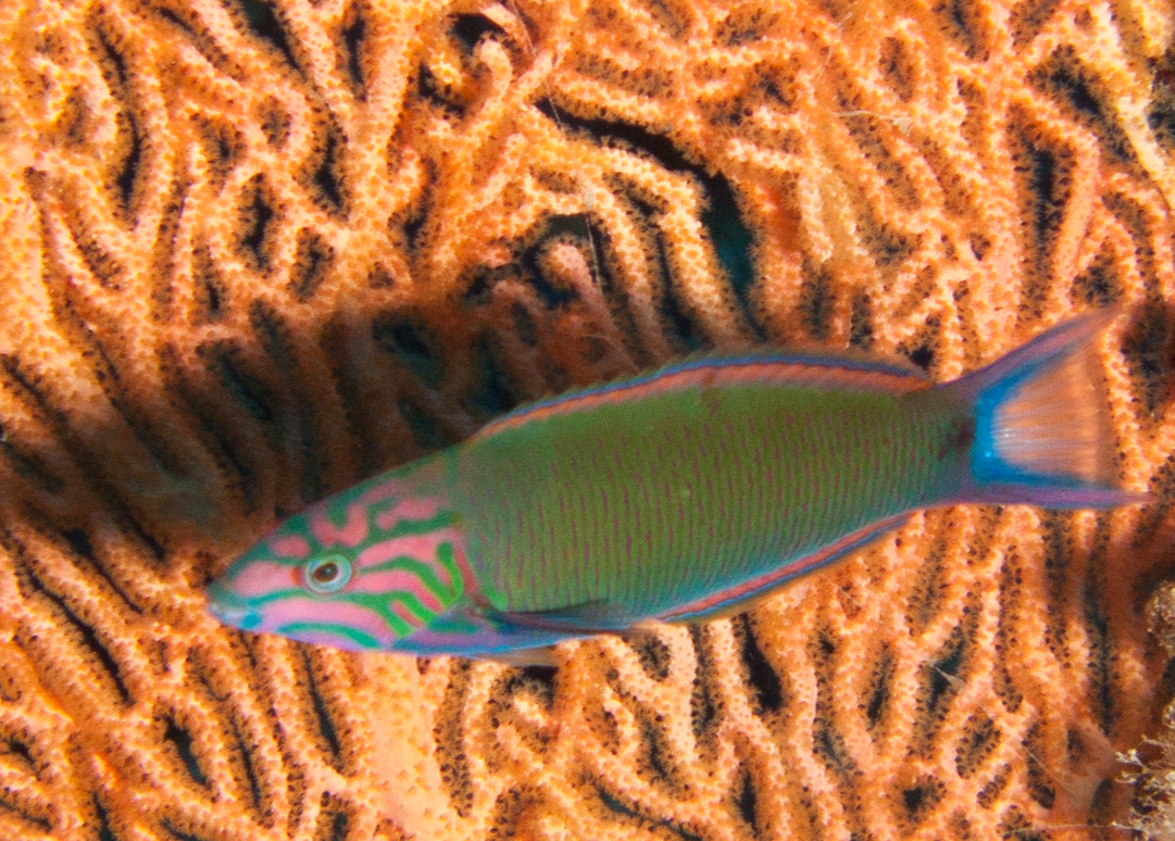 Crescent wrasse (Moon wrasse)