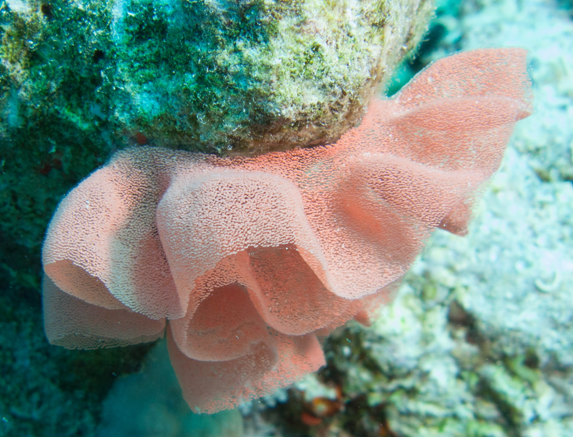 Pink lace bryozoan