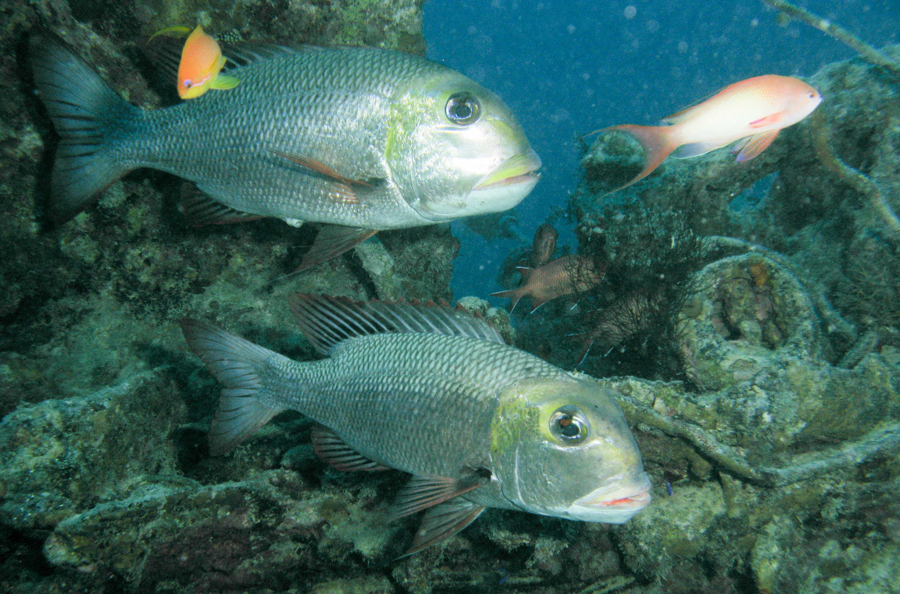 Bigeye emporer Bigeye emporer