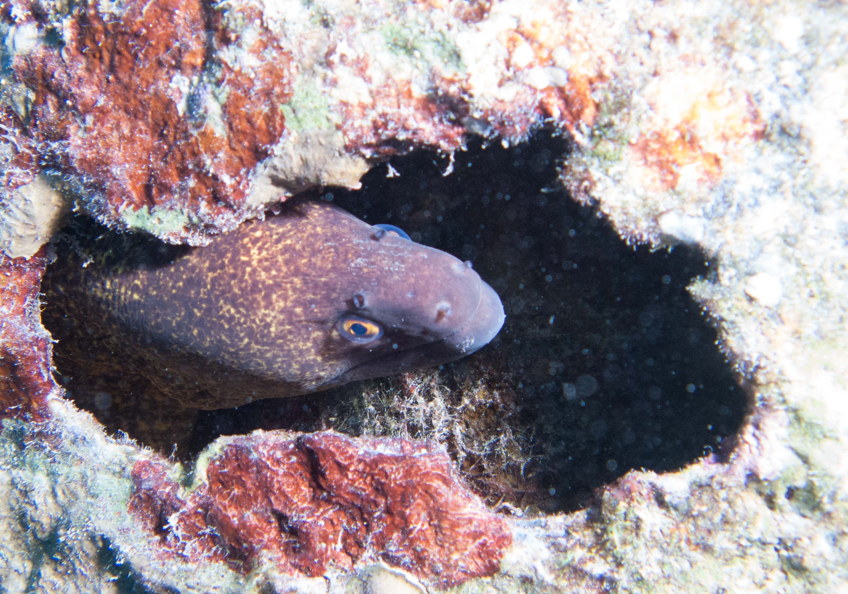 Conger eel Conger eel
