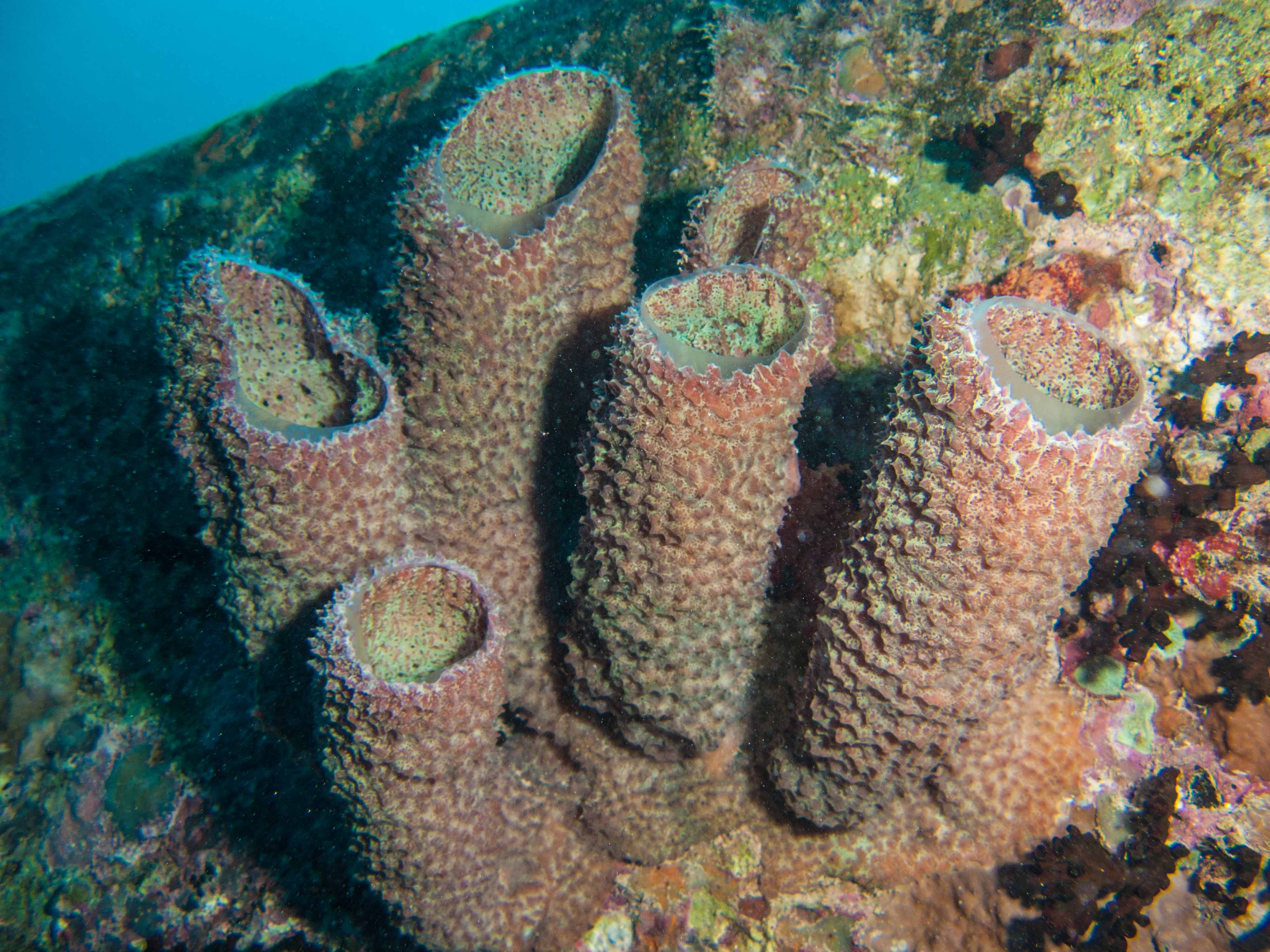 Tube sponge Tube sponge