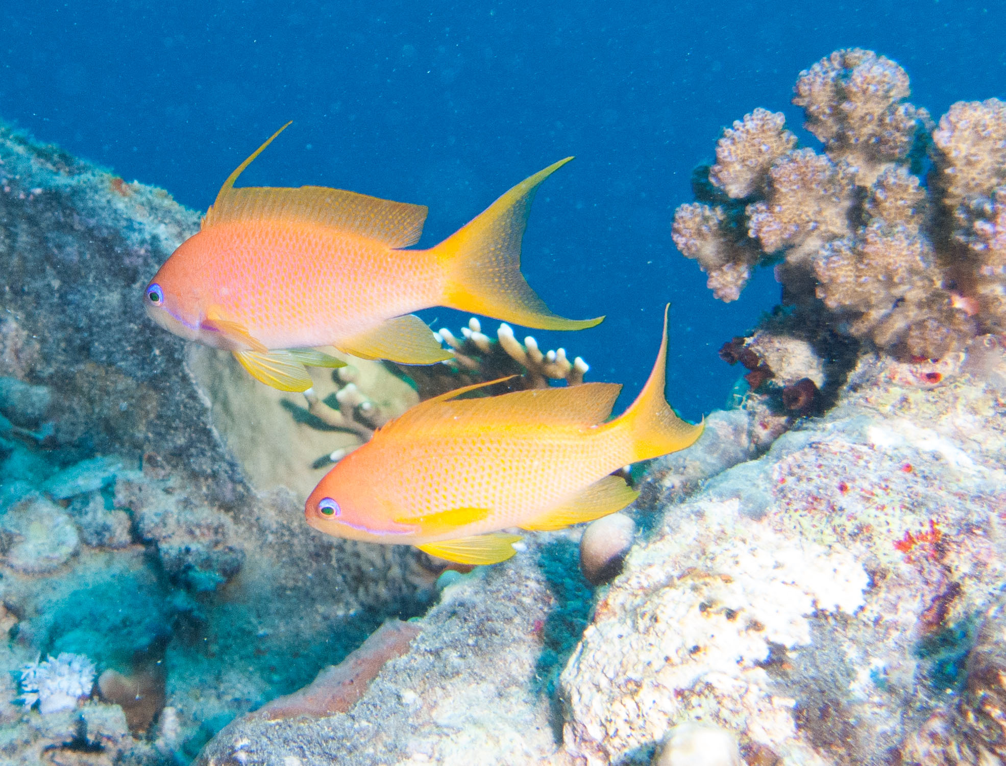 Lyretail anthias Lyretail anthias