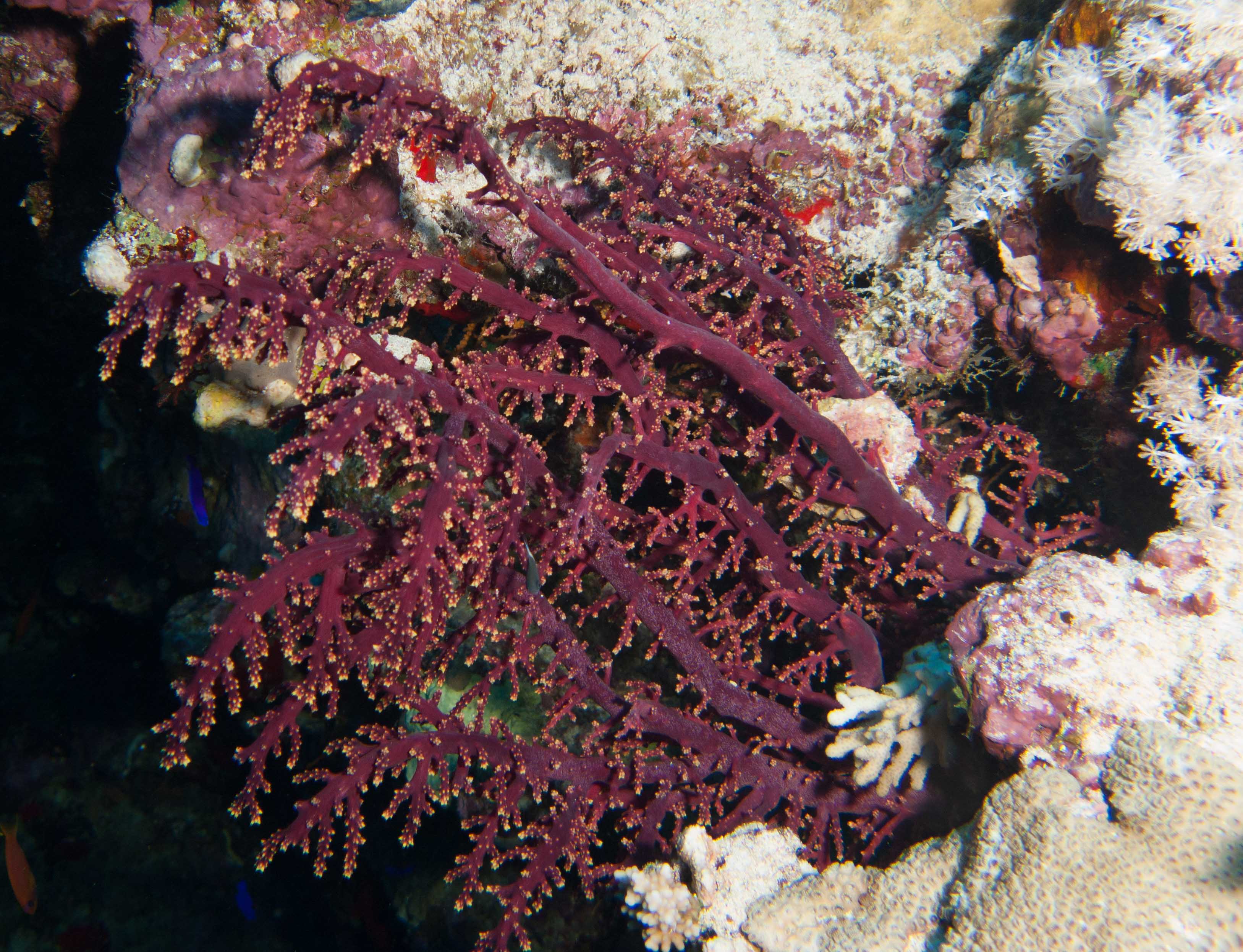 Gorgonian sea fan Gorgonian sea fan