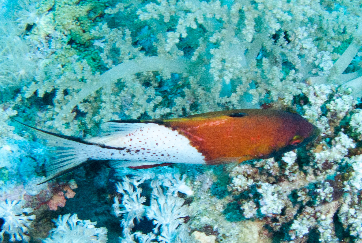 Lyretail hogfish Lyretail hogfish