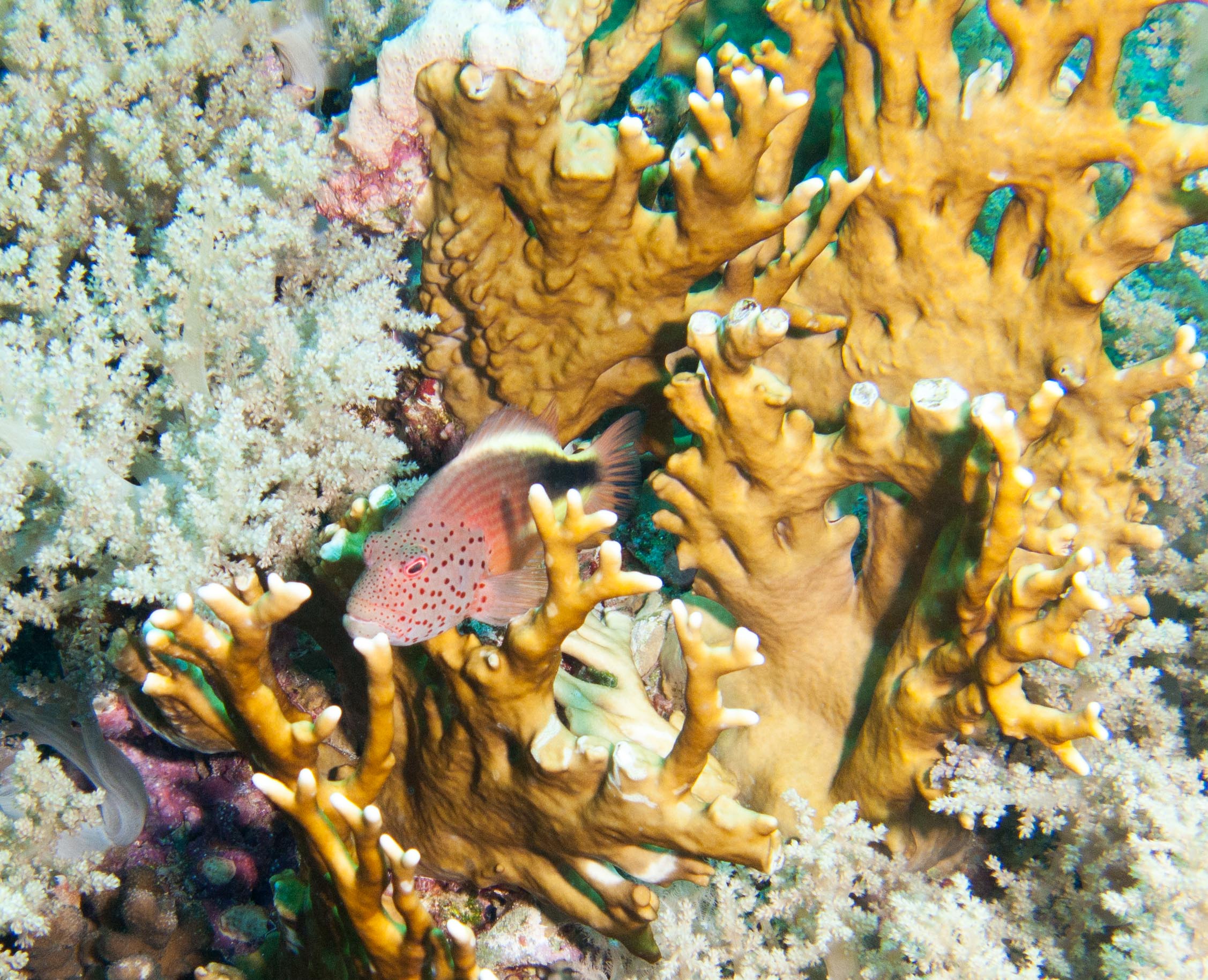 Freckled hawkfish Freckled hawkfish