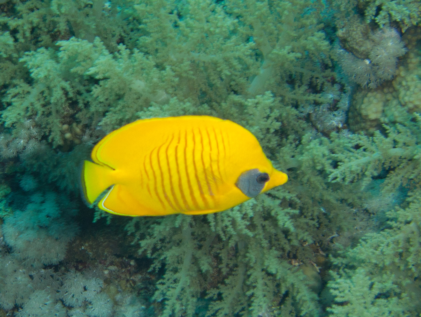 Masked butterflyfish Masked butterflyfish