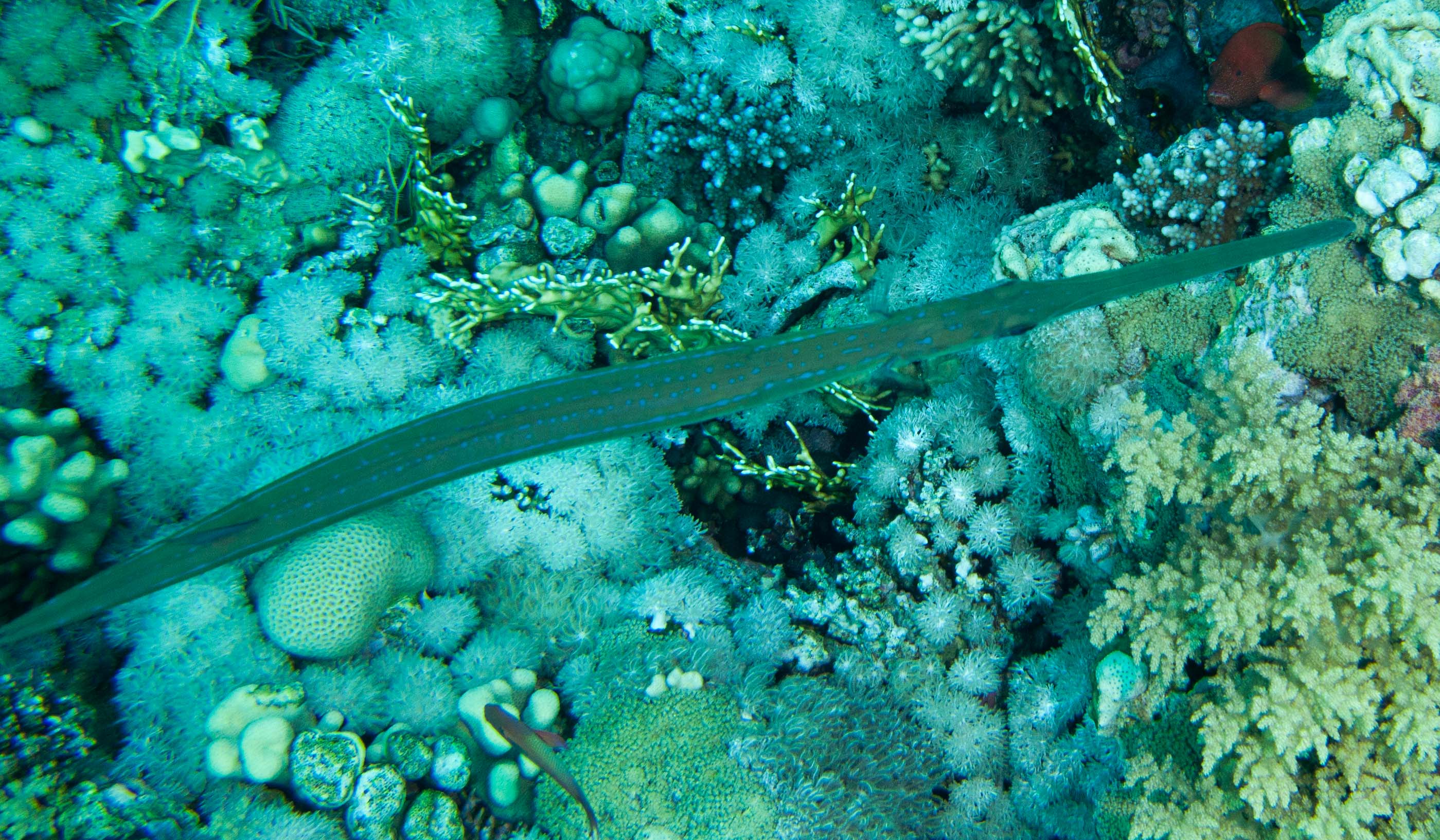 Smooth cornetfish (fistularia commersonii) Smooth cornetfish (fistularia commersonii)