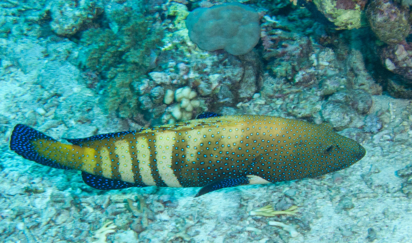 Peacock grouper Peacock grouper