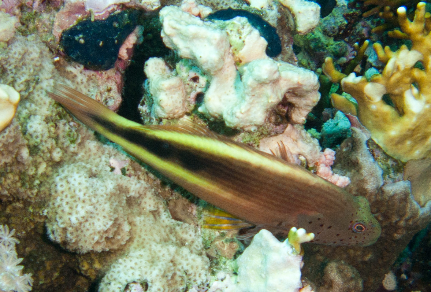 Freckled hawkfish Freckled hawkfish