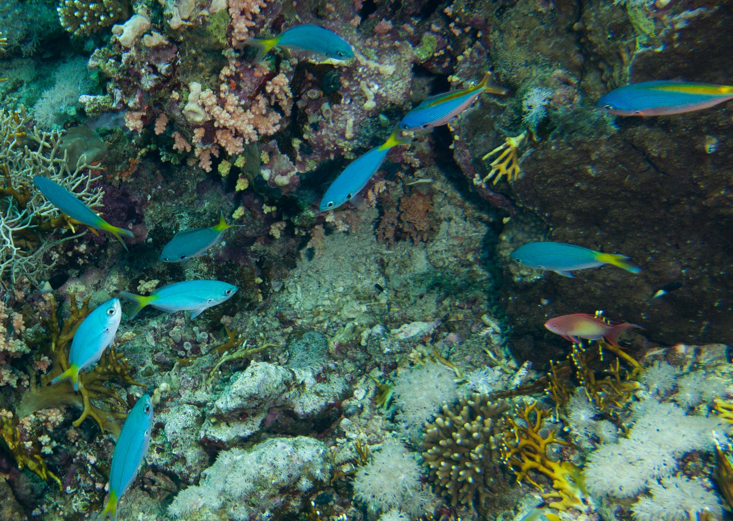 Juvenile lunar fusiliers (caesio lunaris) Juvenile lunar fusiliers (caesio lunaris)