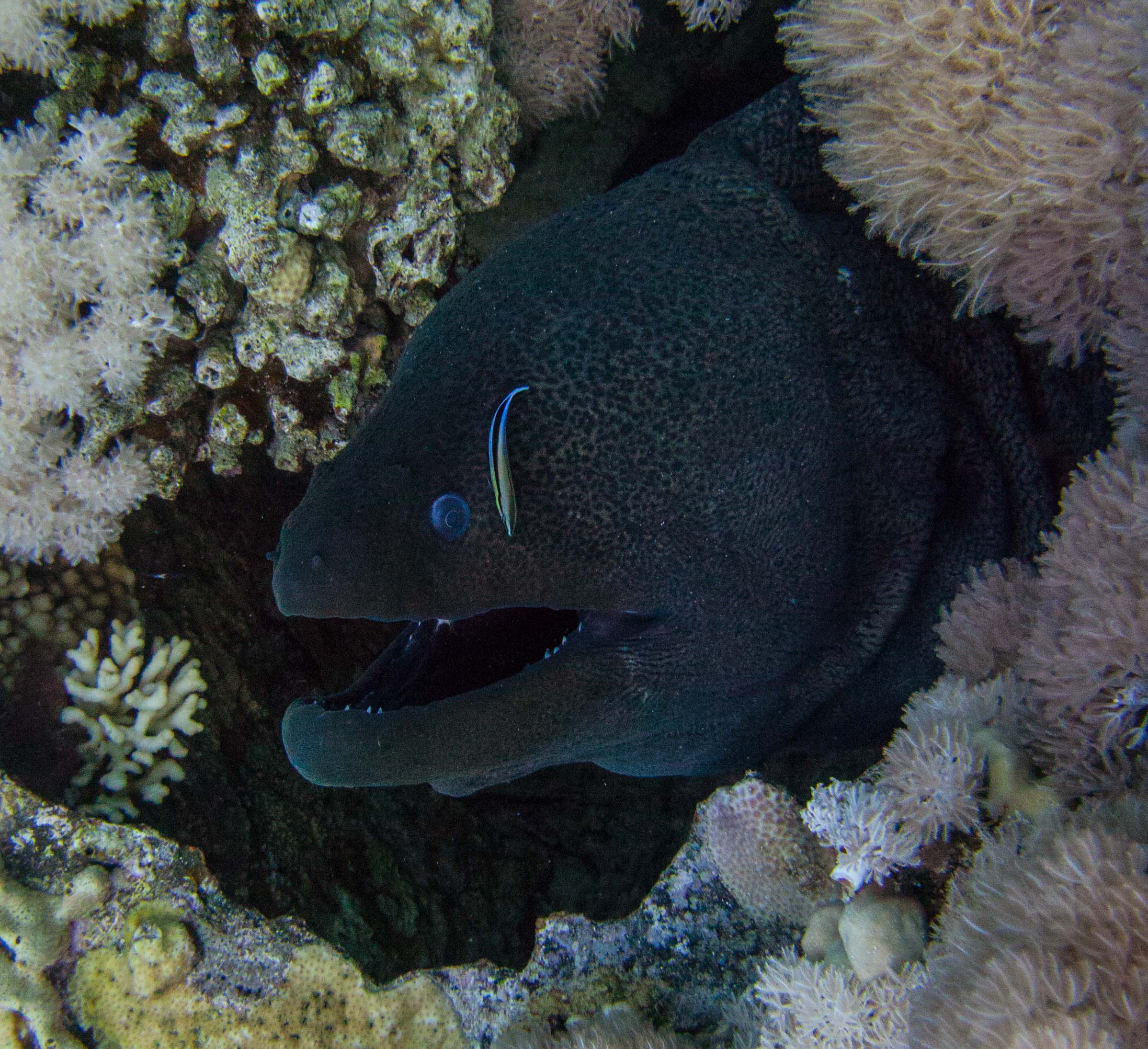 Moray eel & cleaner wrasse