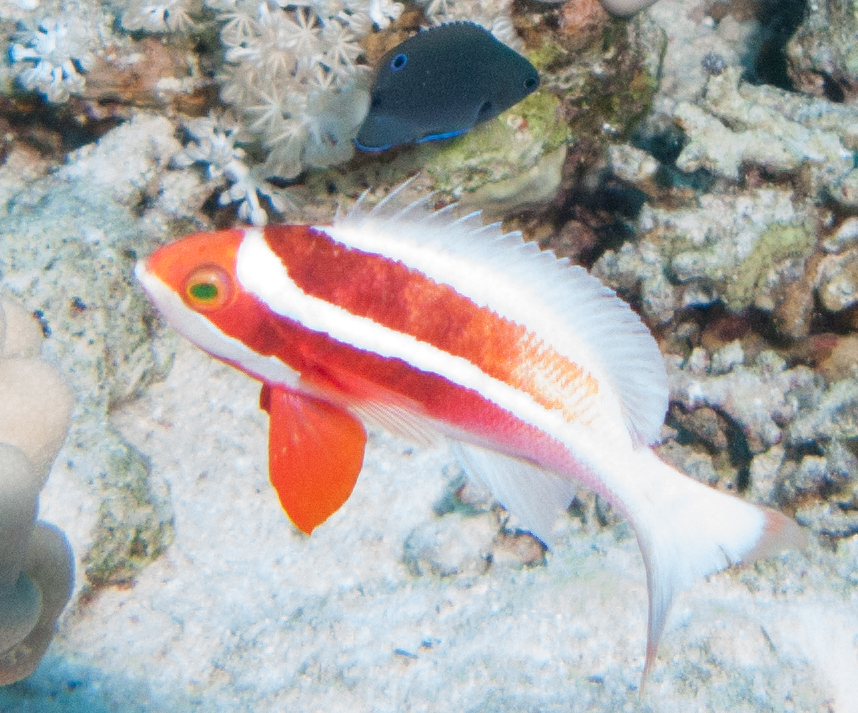 Red Sea anthias & Blue-spotted shield slug (chelidonura livida)
