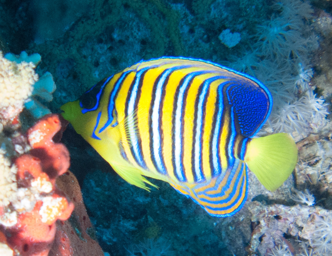 Regal angelfish