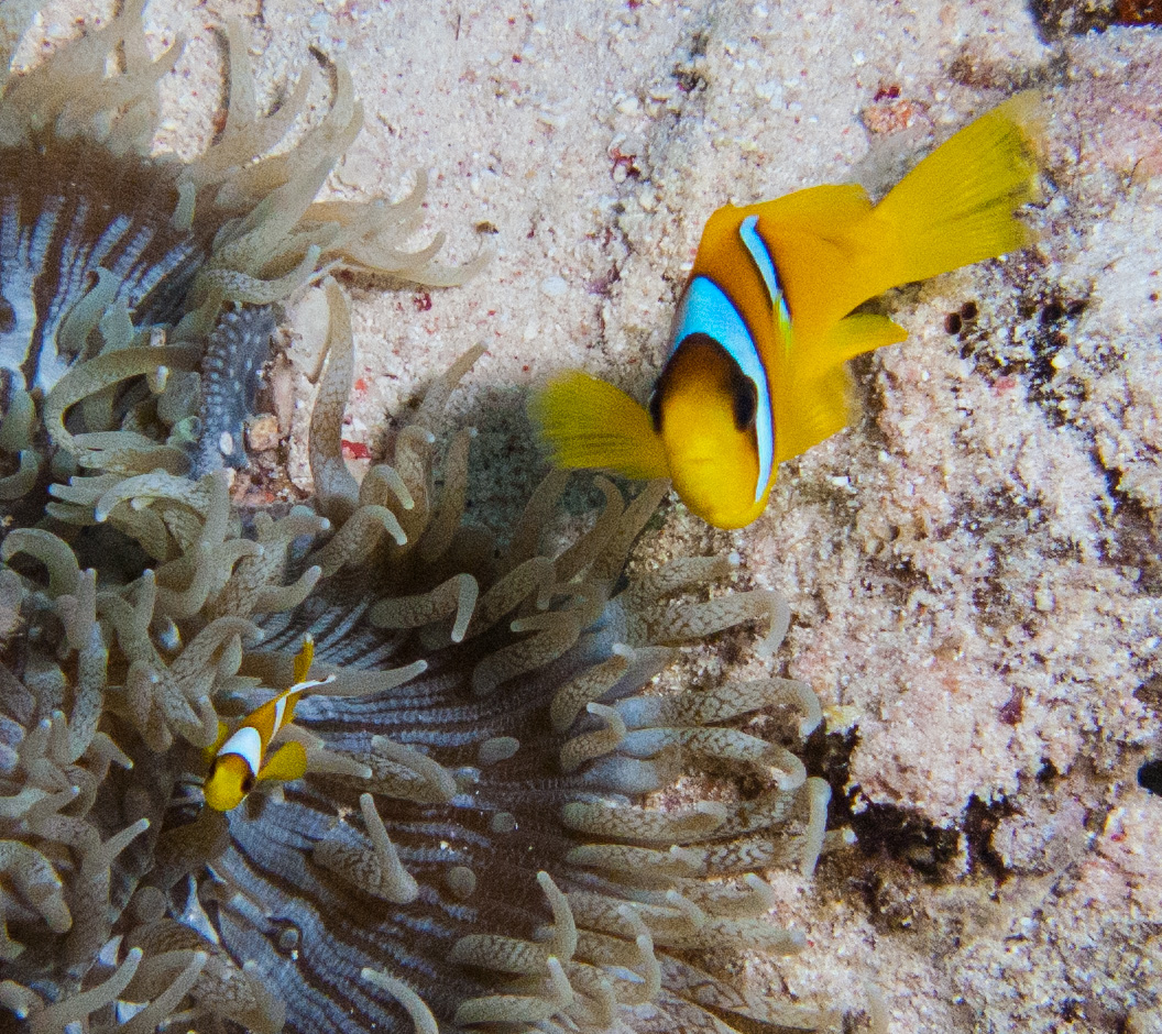 Red sea anemone fish & baby