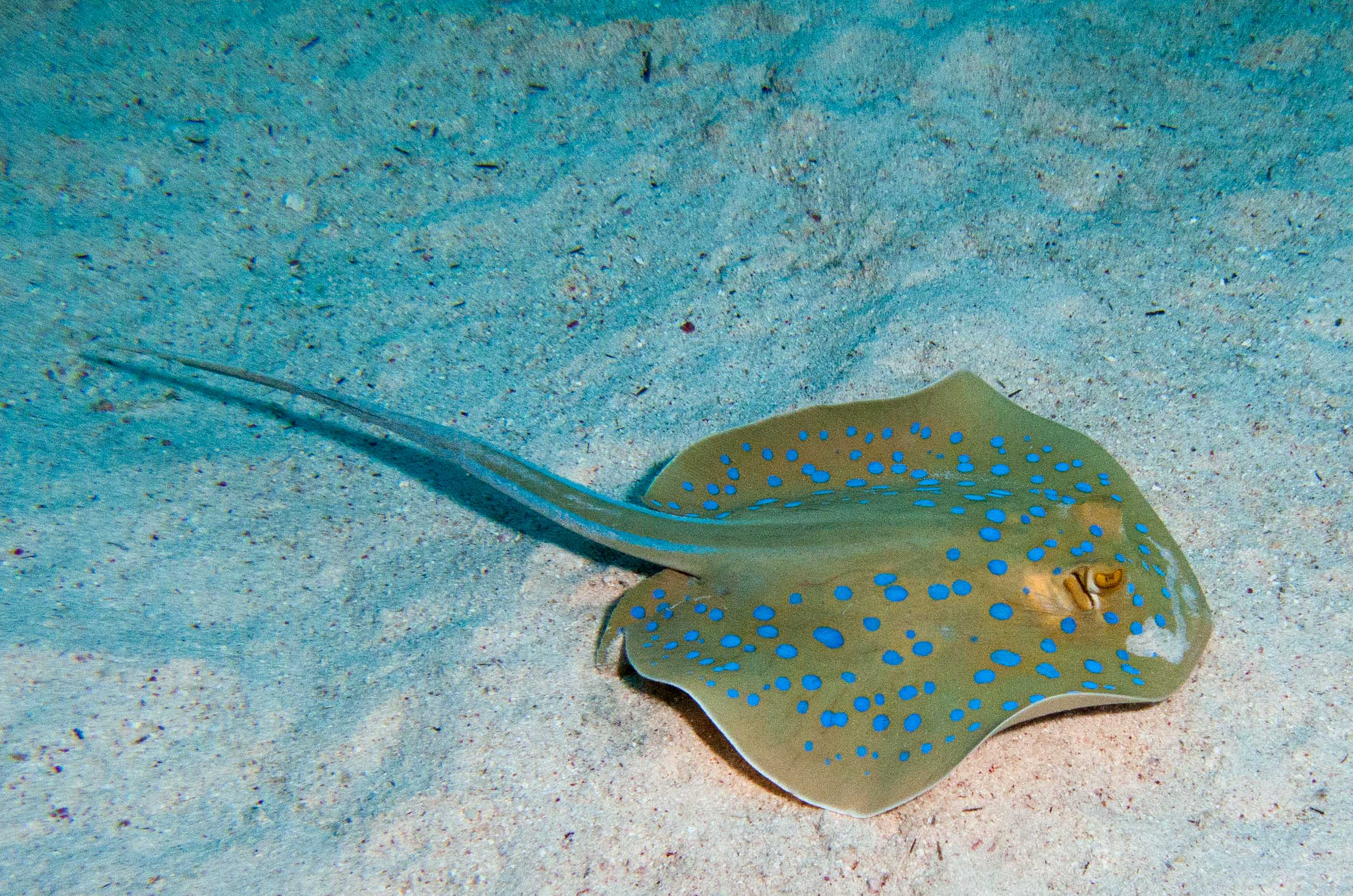Blue spotted ray