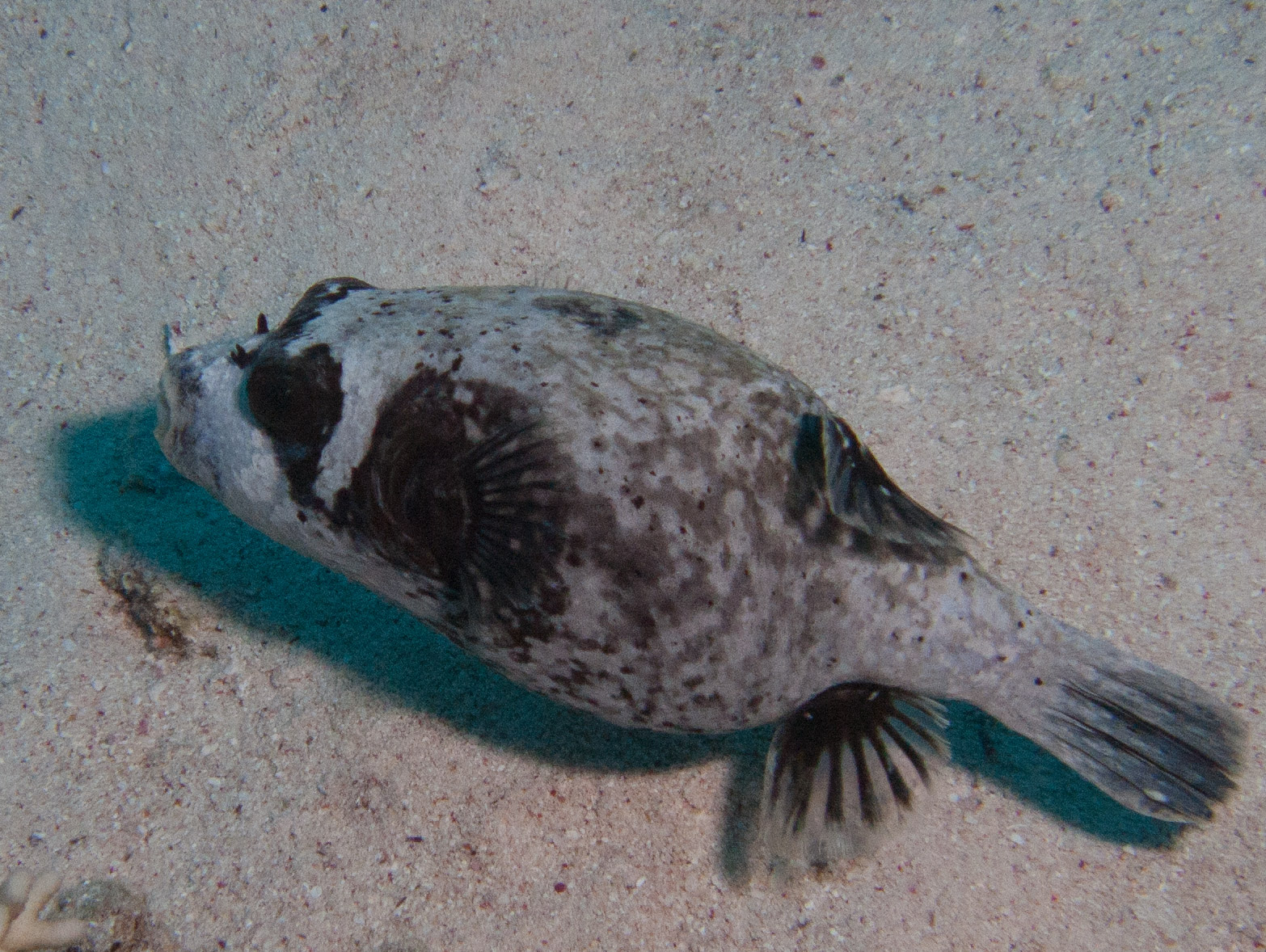 Masked puffer