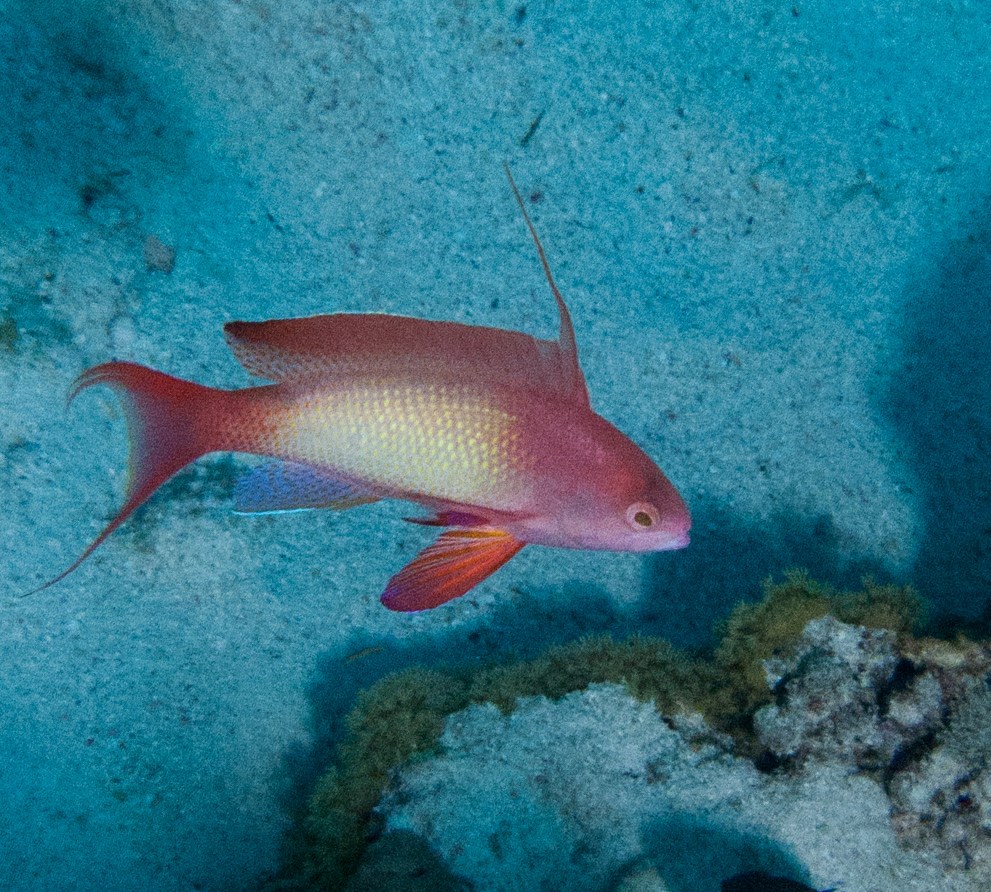 Lyretail anthias