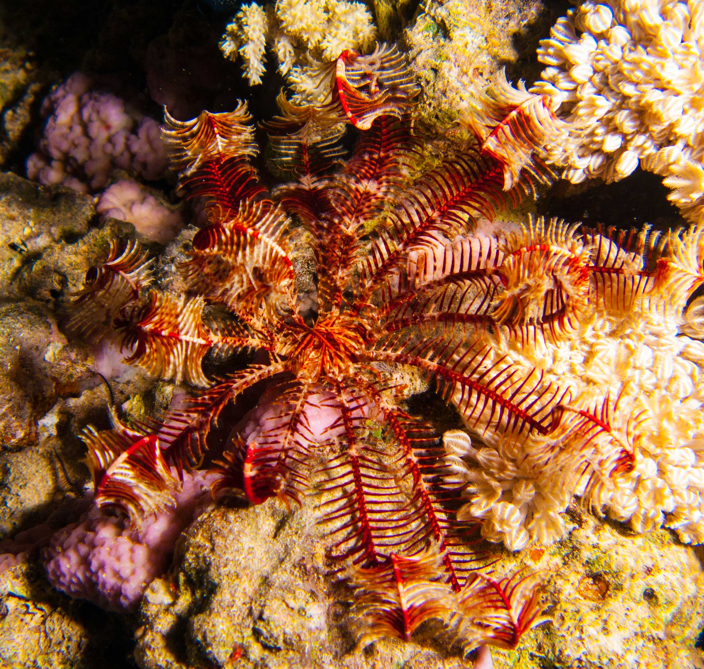 Feather star (Antedon bifida) Feather star (Antedon bifida)