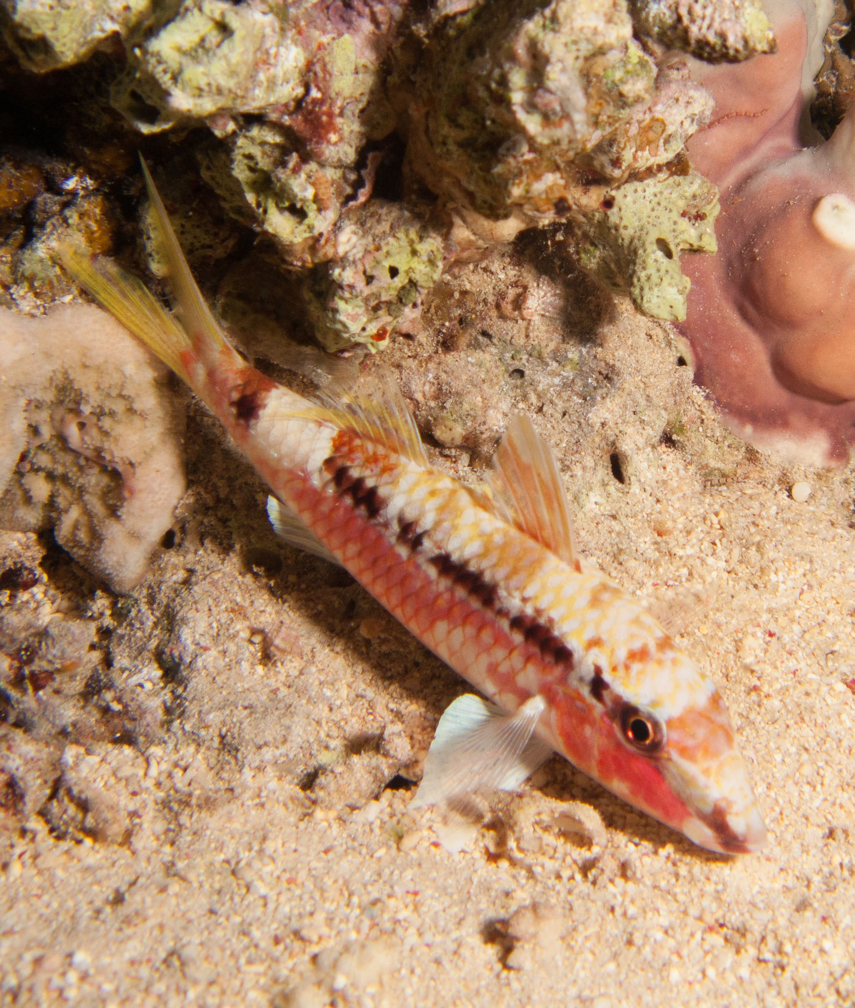 Goatfish Goatfish