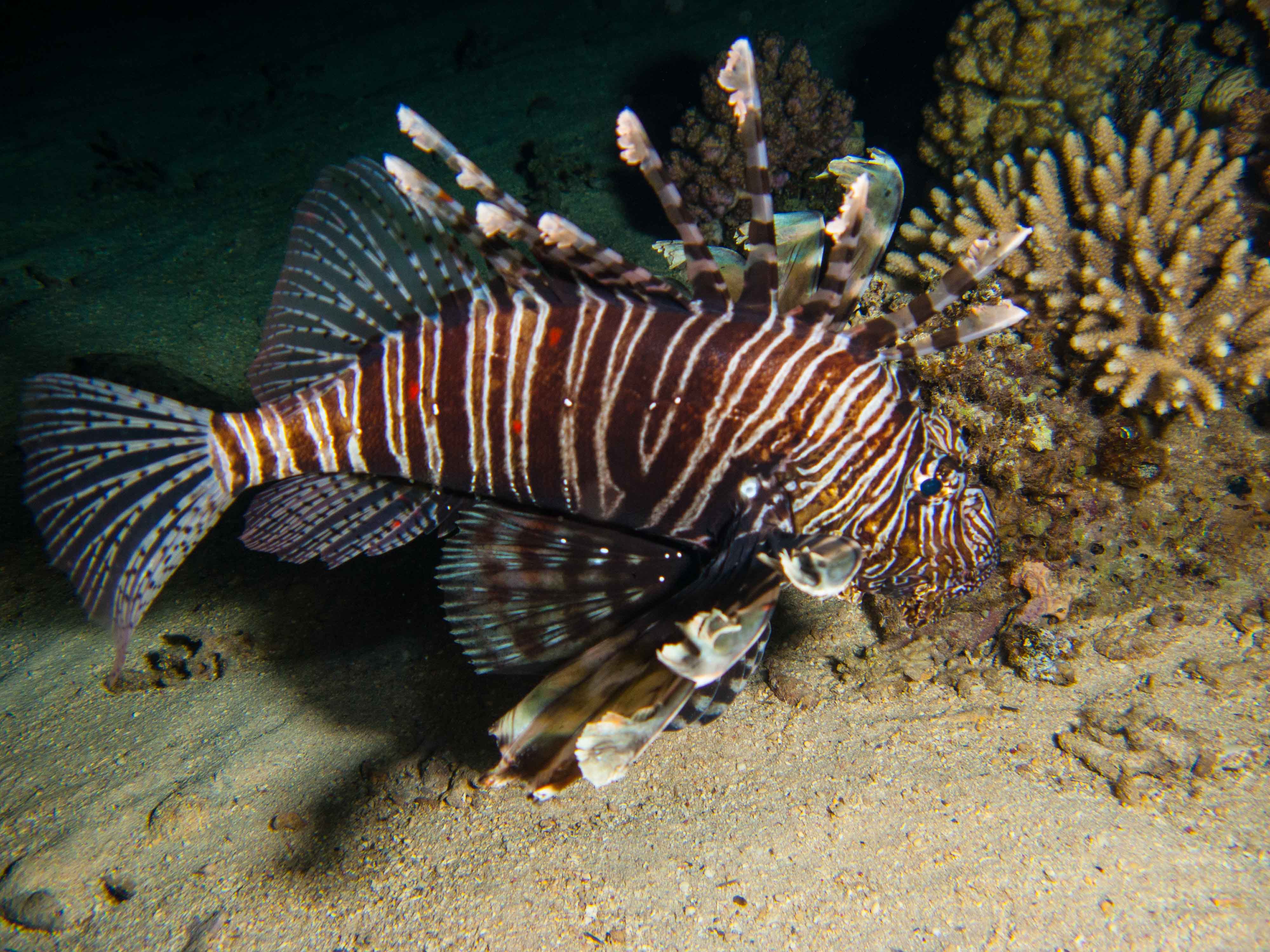 Lionfish Lionfish