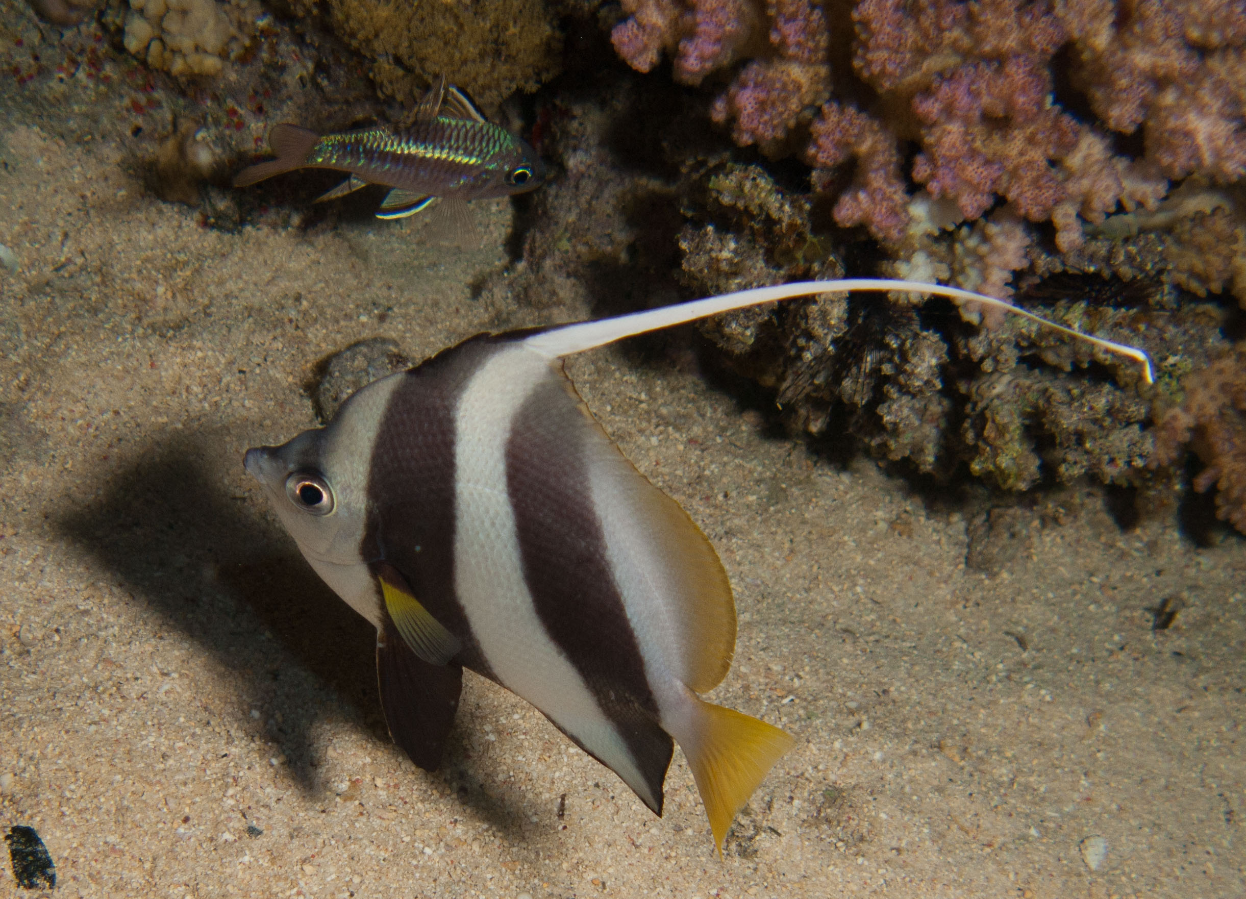 Red Sea bannerfish Red Sea bannerfish
