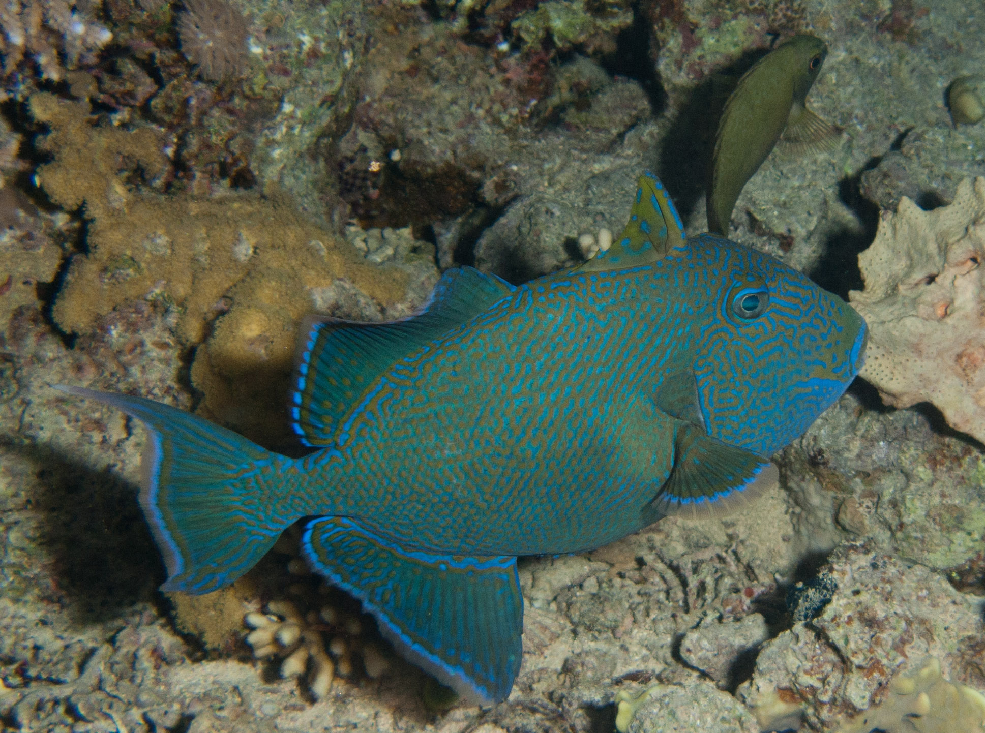 Blue triggerfish Blue triggerfish