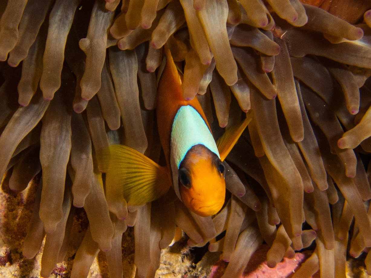 Red Sea anemonefish Red Sea anemonefish