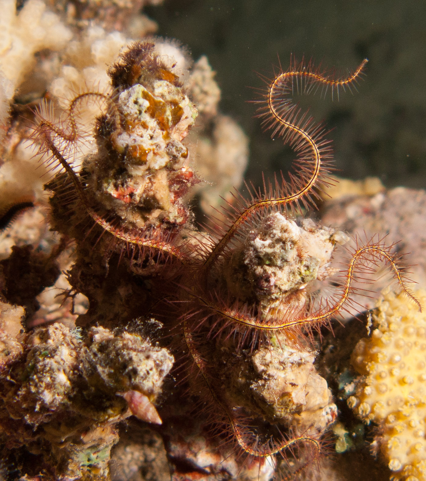 Golden Crinoid Golden Crinoid