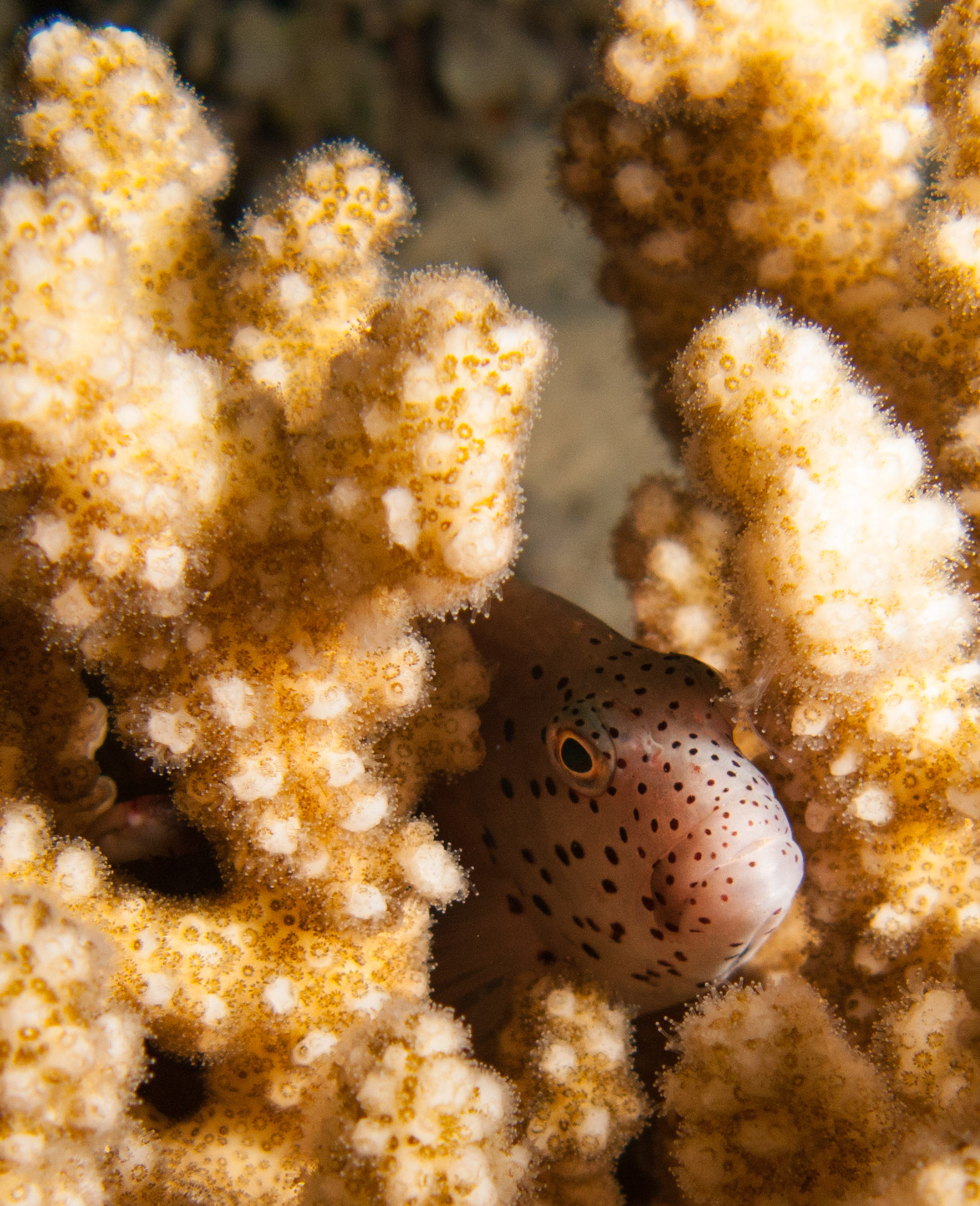 Goby among coral Goby among coral