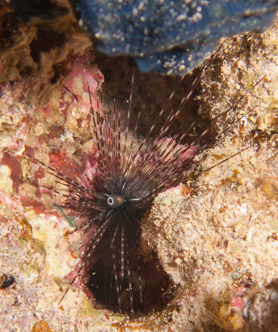 Long-Spined Urchin Long-Spined Urchin
