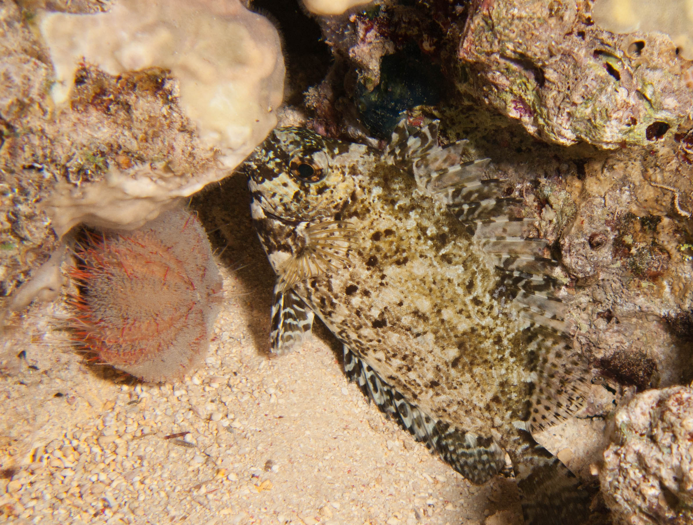 Collector urchin & Scorpionfish Collector urchin & Scorpionfish