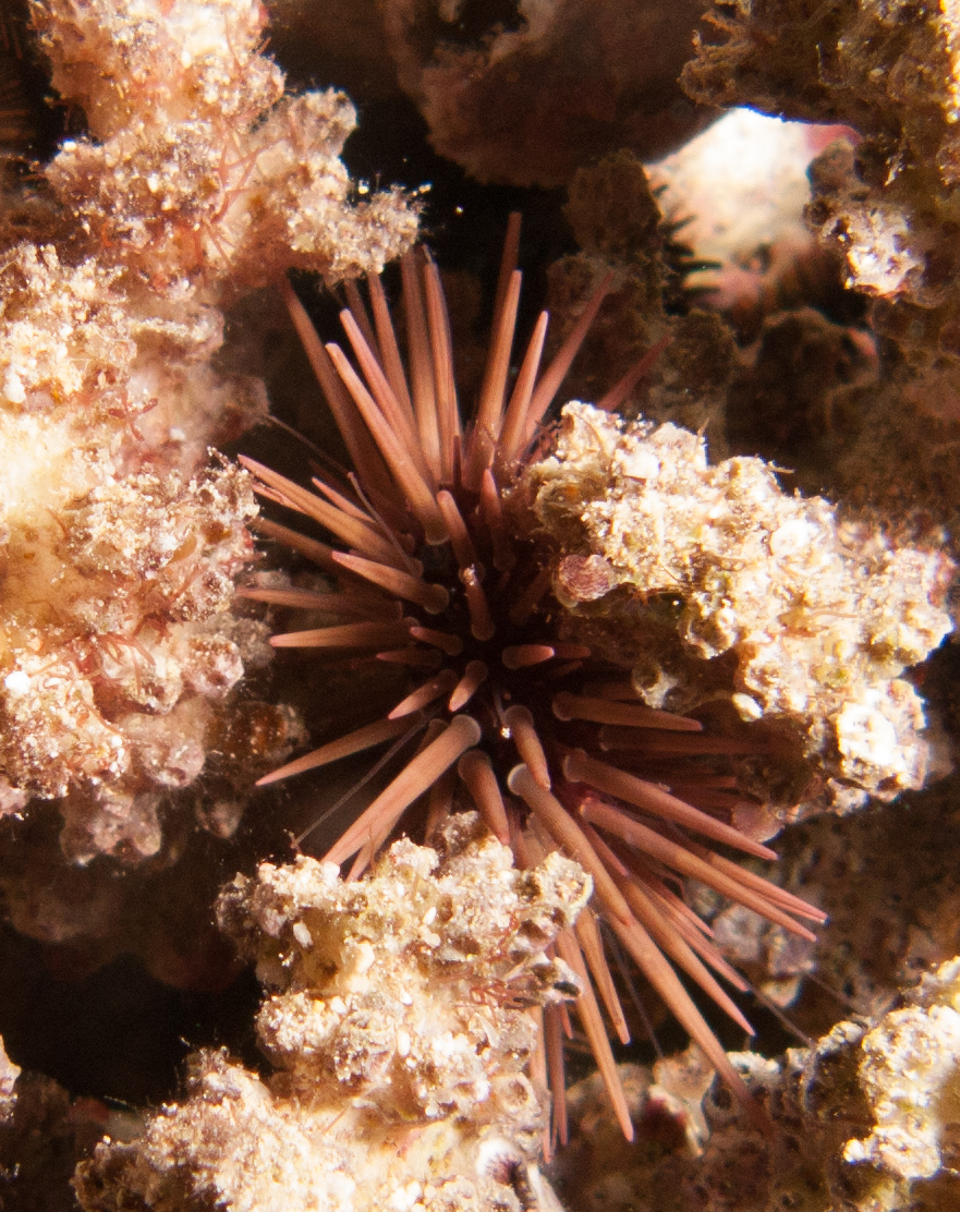 Rock-boring urchin Rock-boring urchin