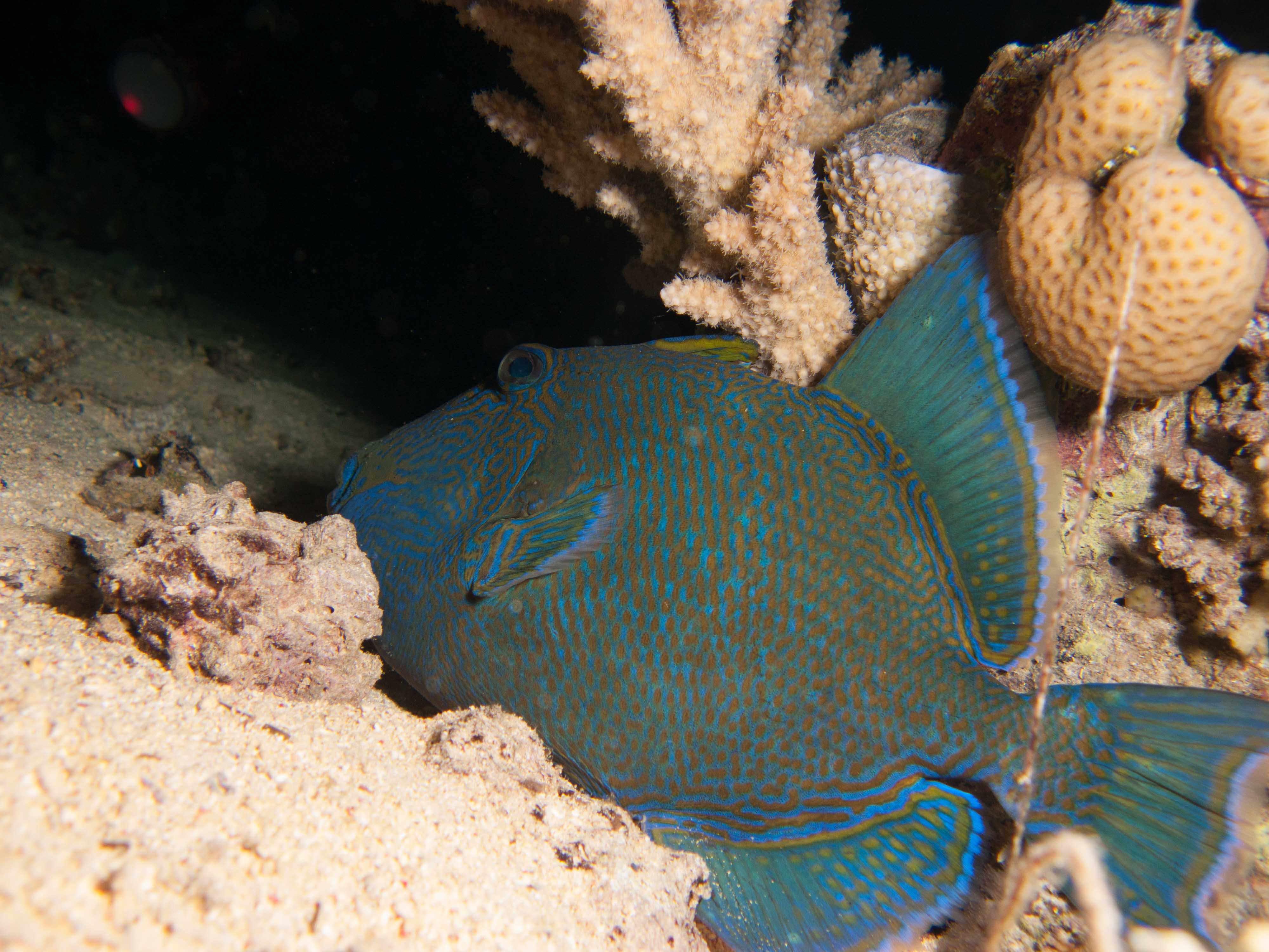 Blue triggerfish (sleeping) Blue triggerfish (sleeping)