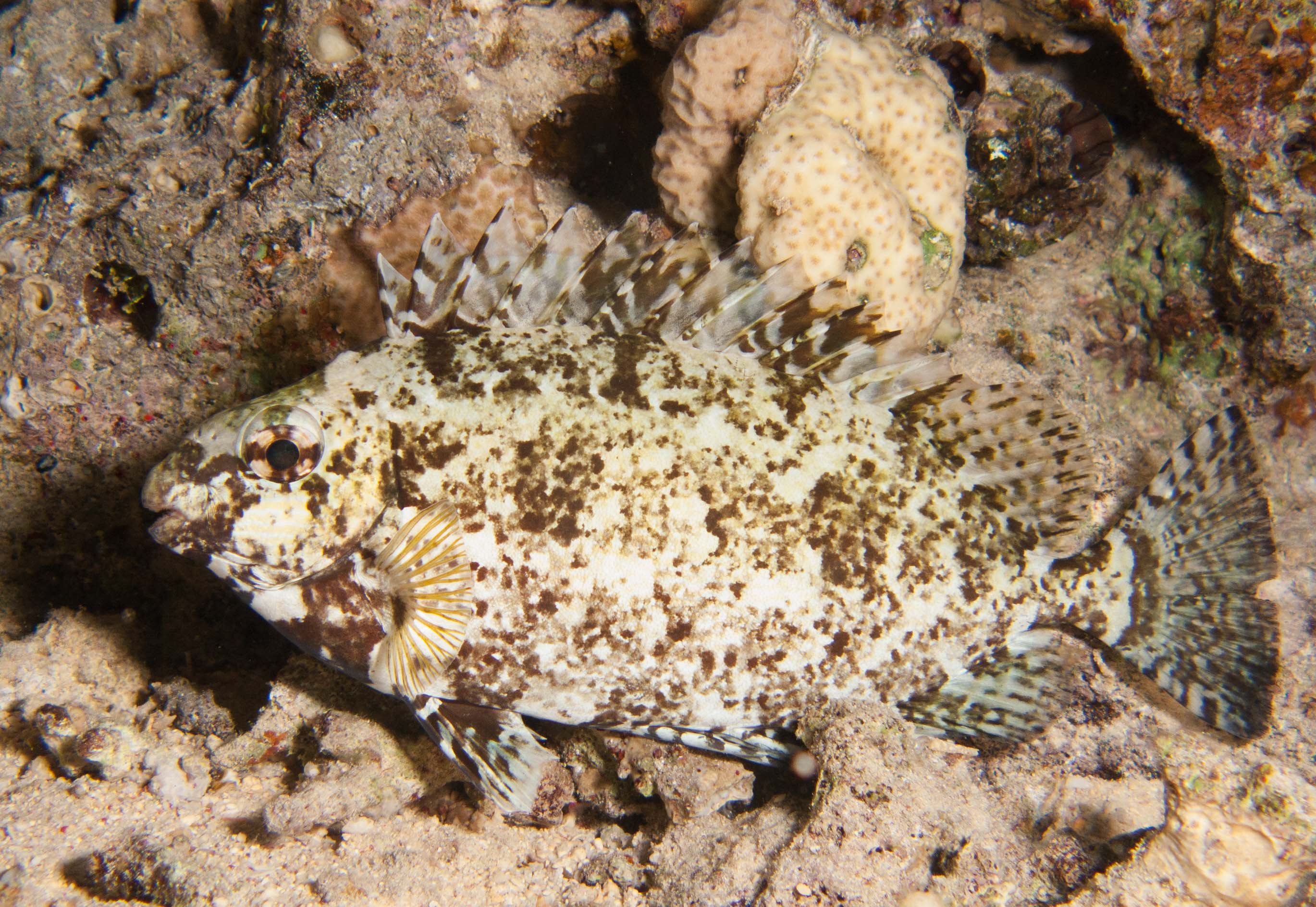 Bearded scorpionfish Bearded scorpionfish