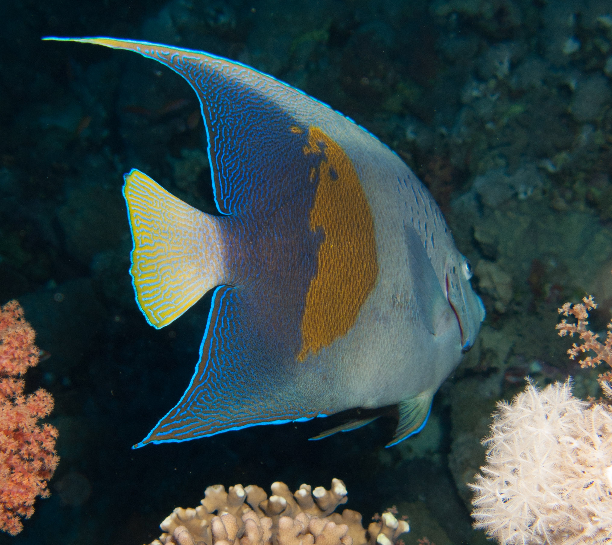 Yellowbar angelfish